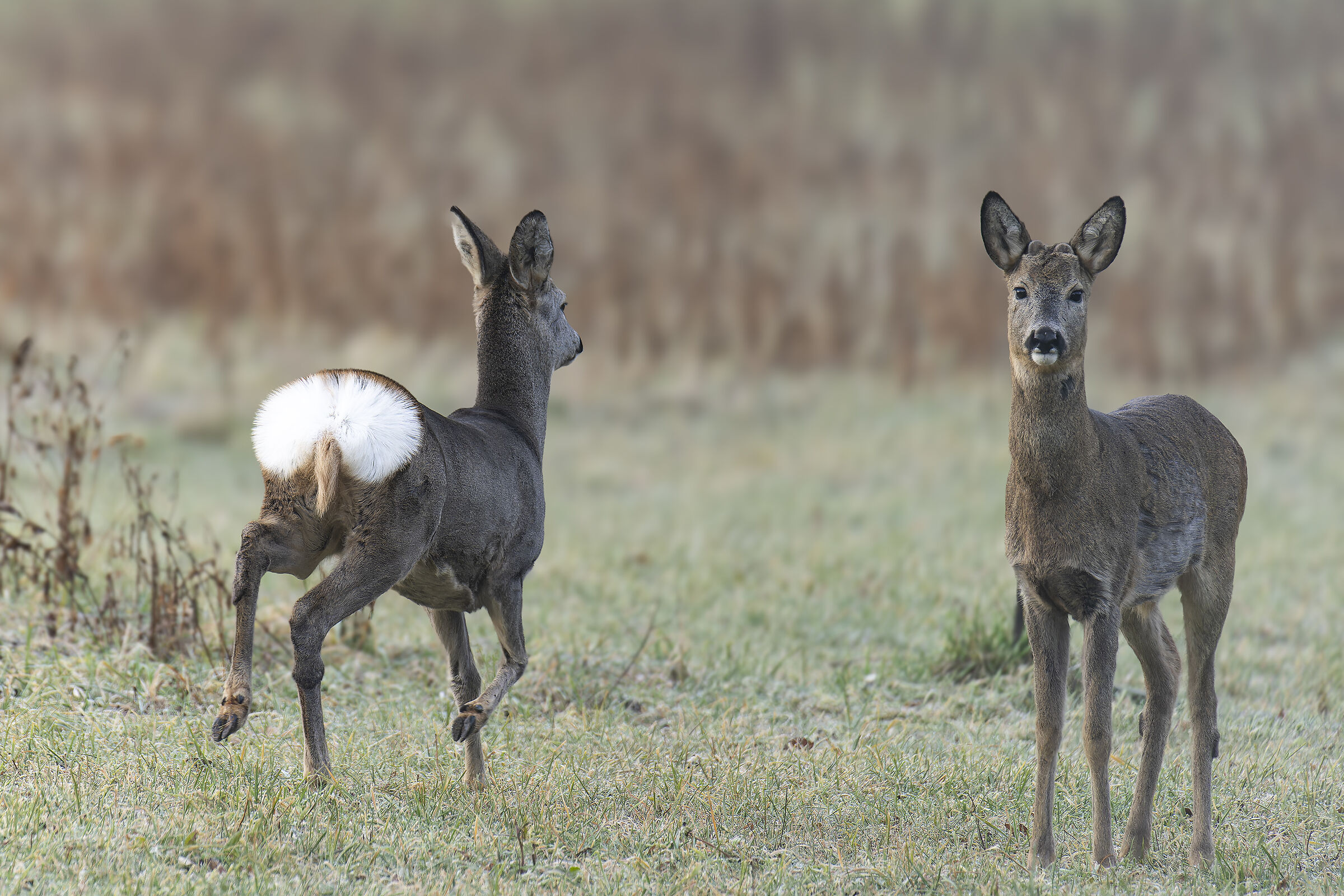 Roe deer near home