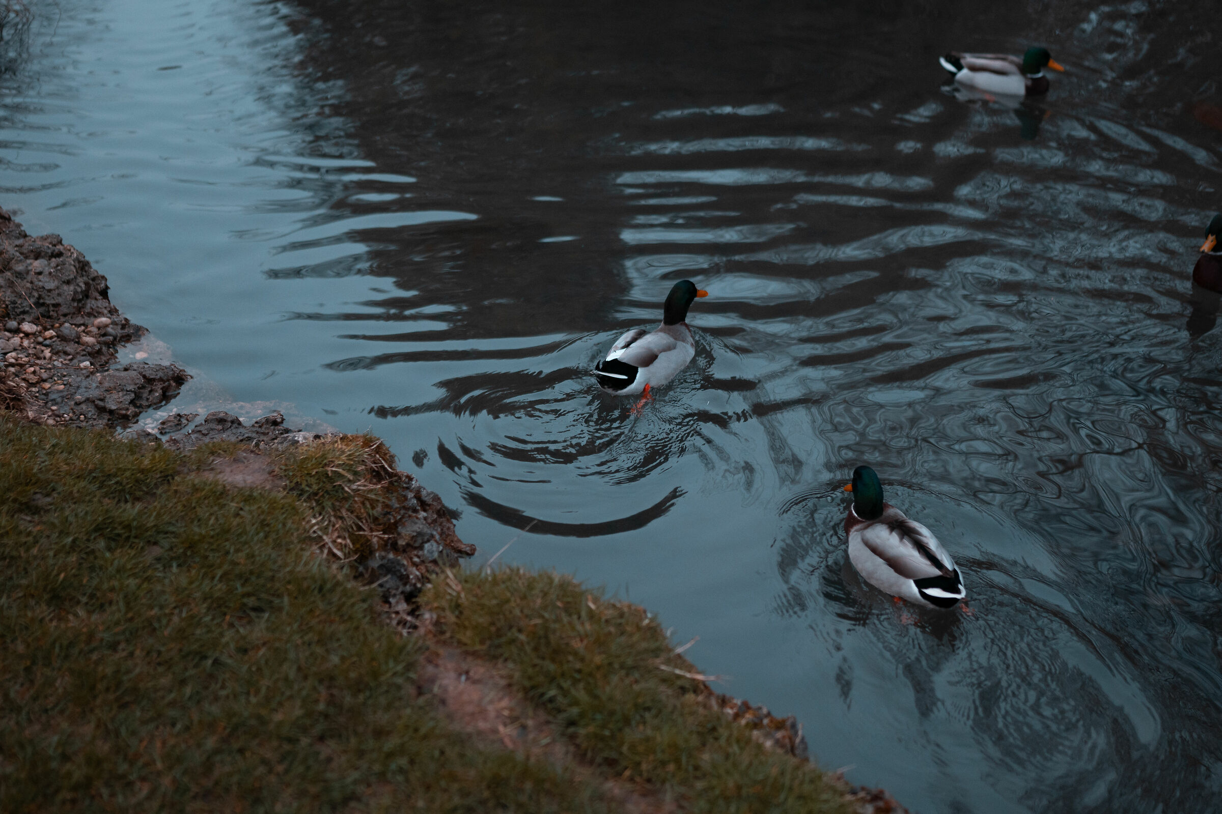Girovagando in acqua