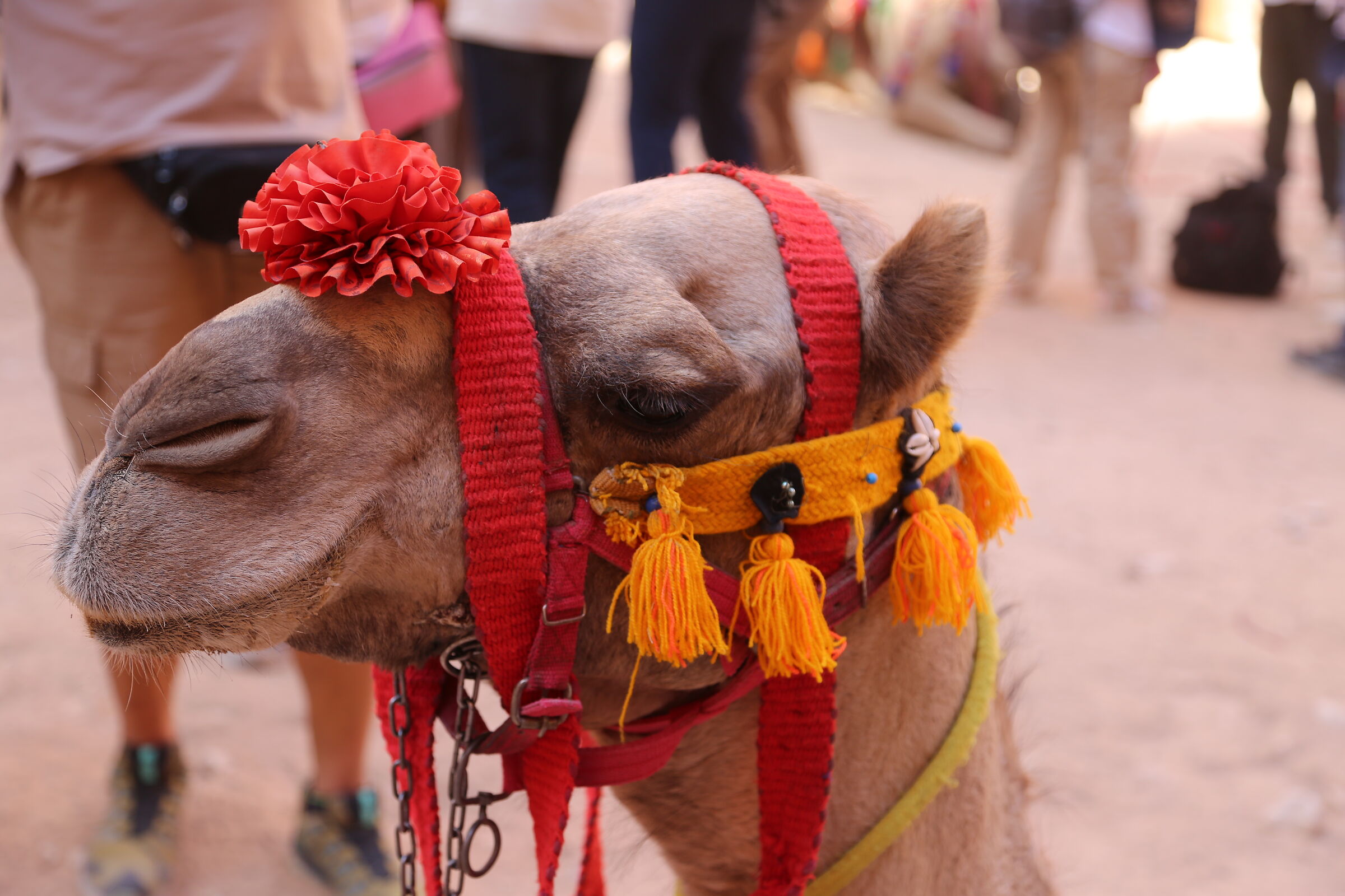 petra tipico abitante