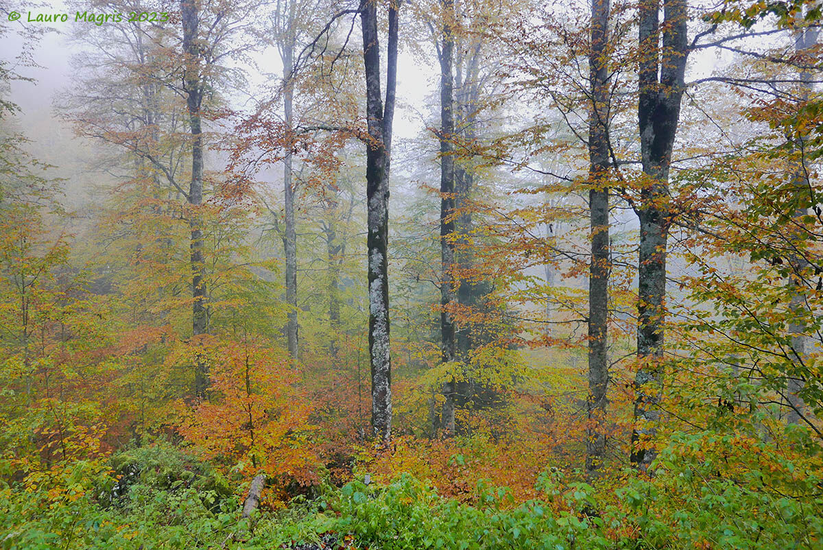 Passaggio di testimone