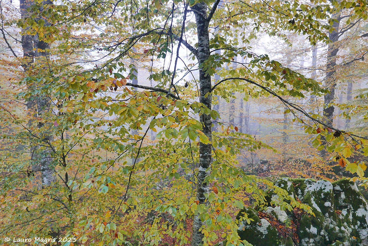 Effects in Cansiglio