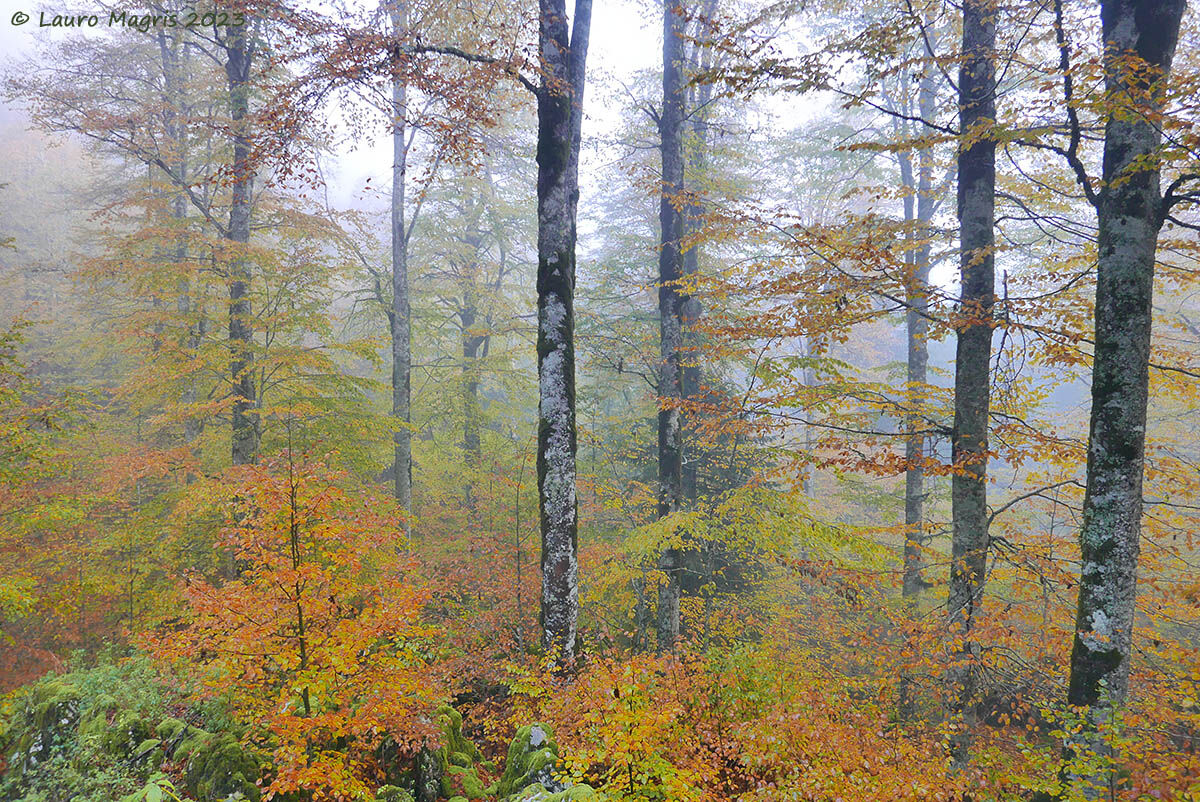 Foliage in the fog