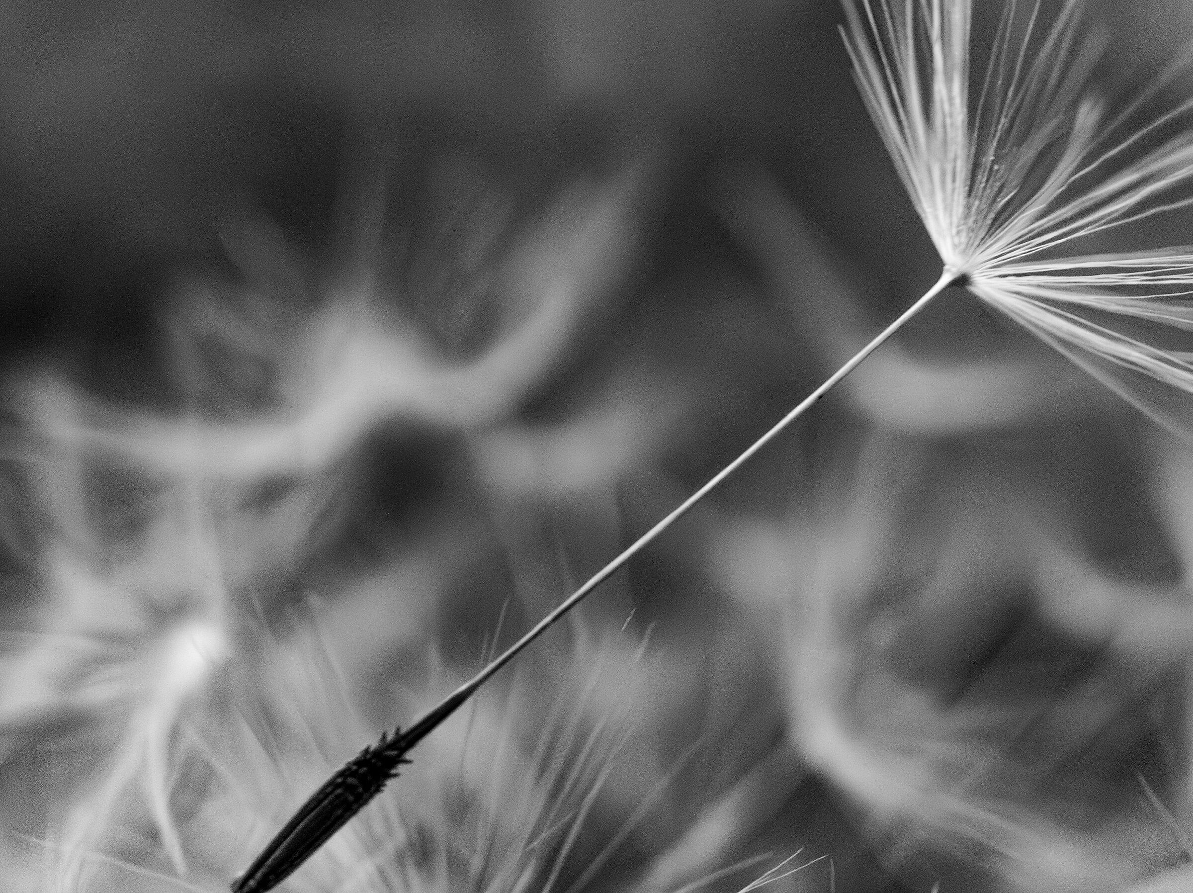 Come "color che son sospesi..."