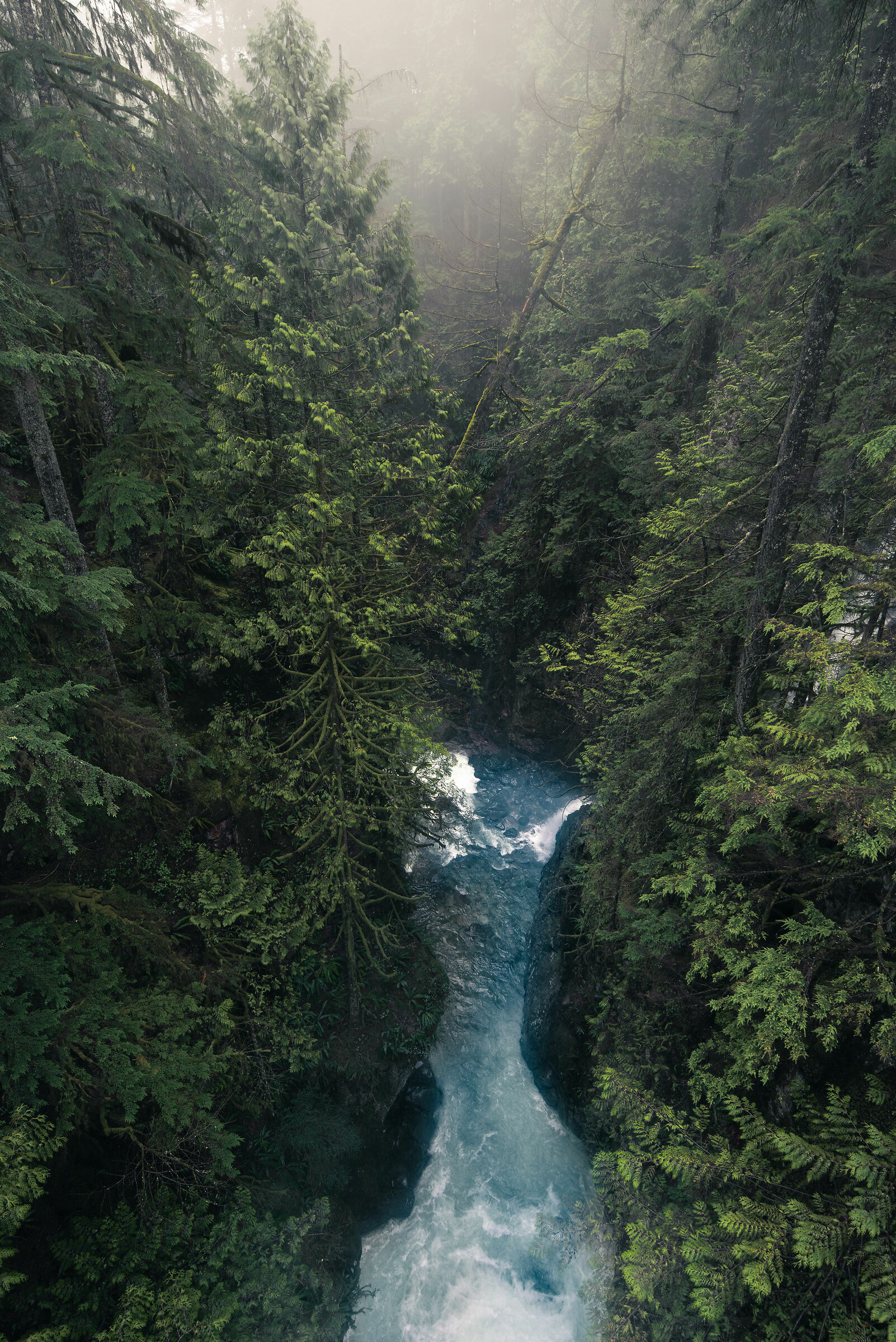 Lynn Canyon
