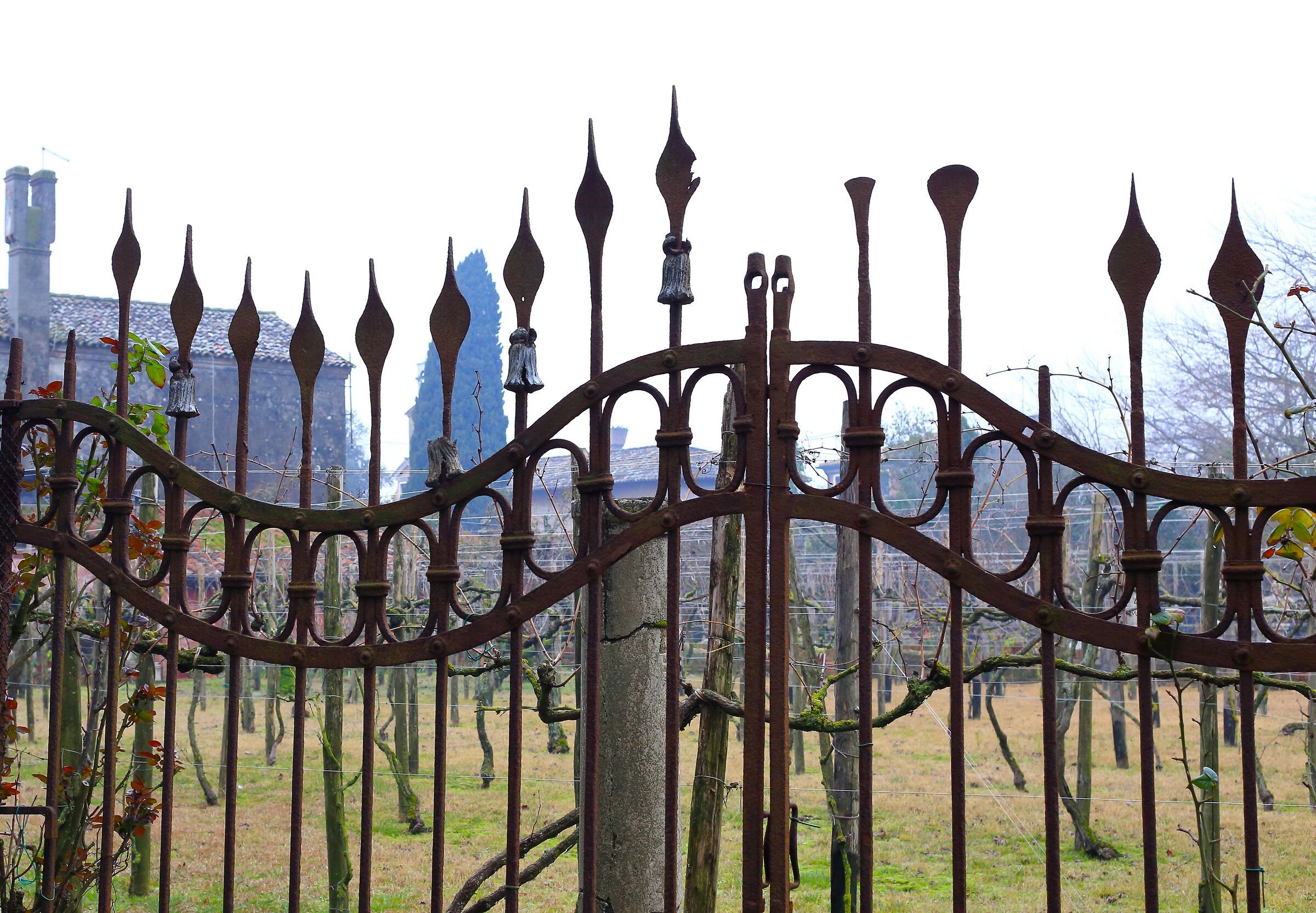 Il vigneto delle fate