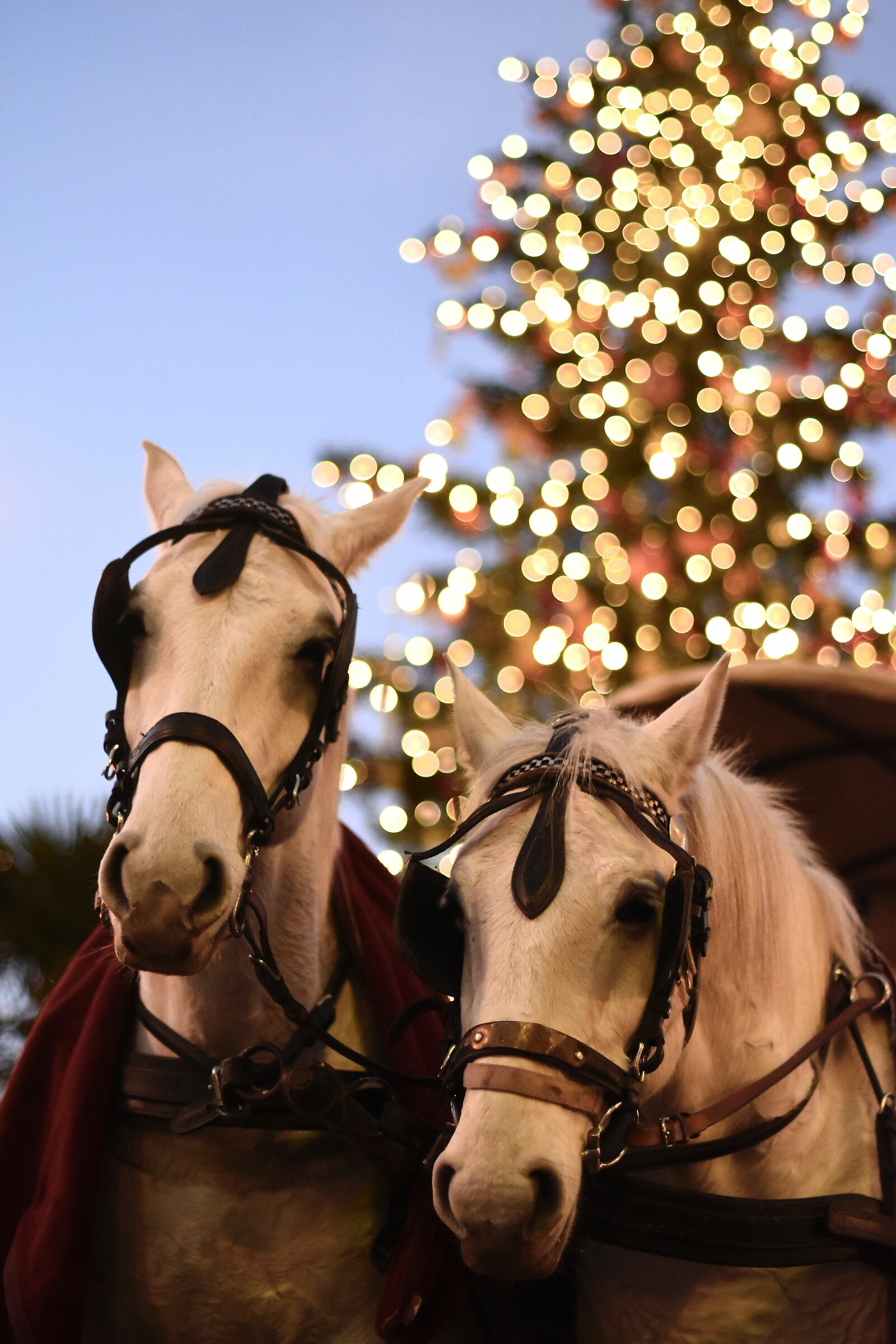 Mercatino di Bolzano