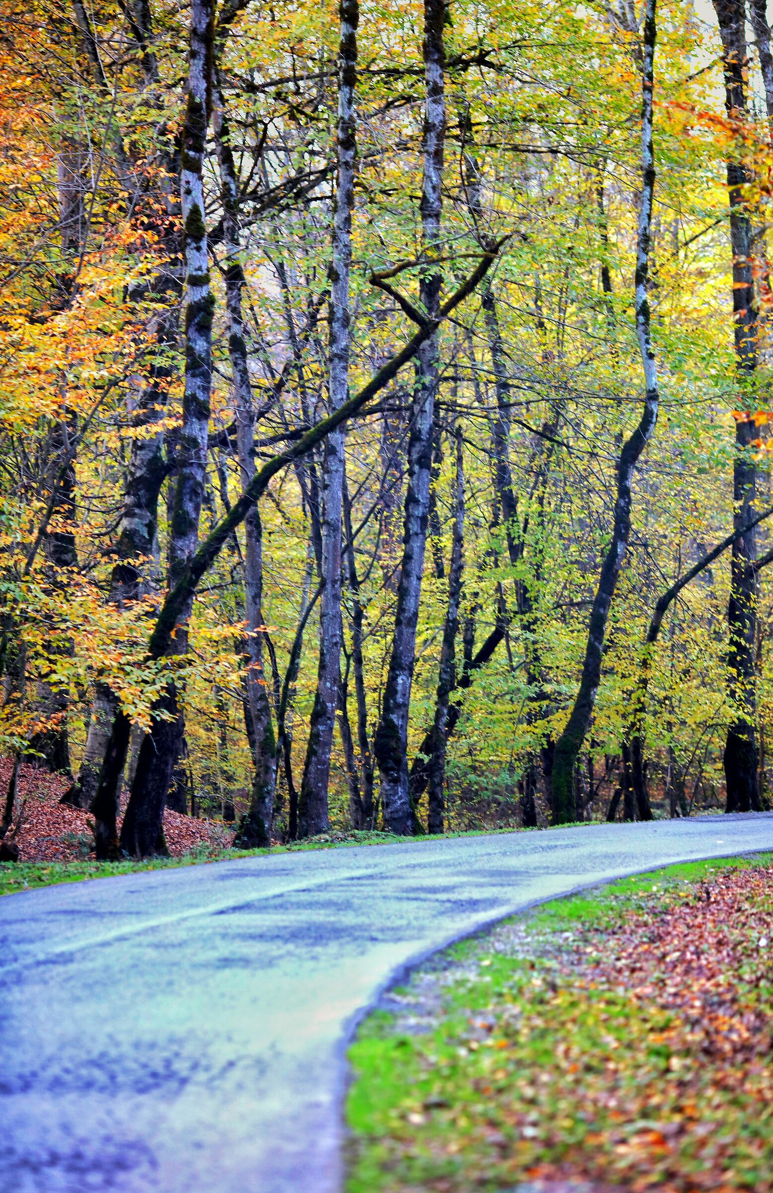 Obiettivo Canon 5dsr 45 mm Tamron F 1.8