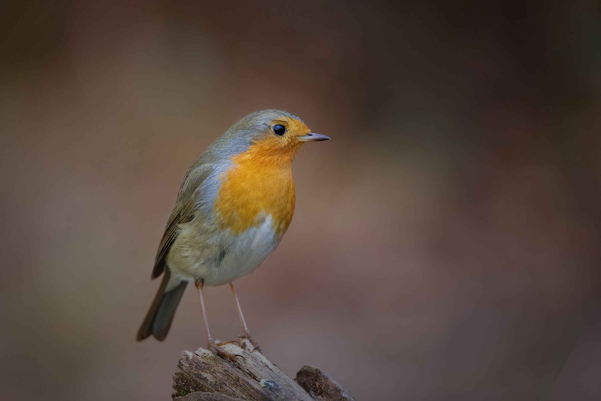 Robin (Oasis of San Daniele)