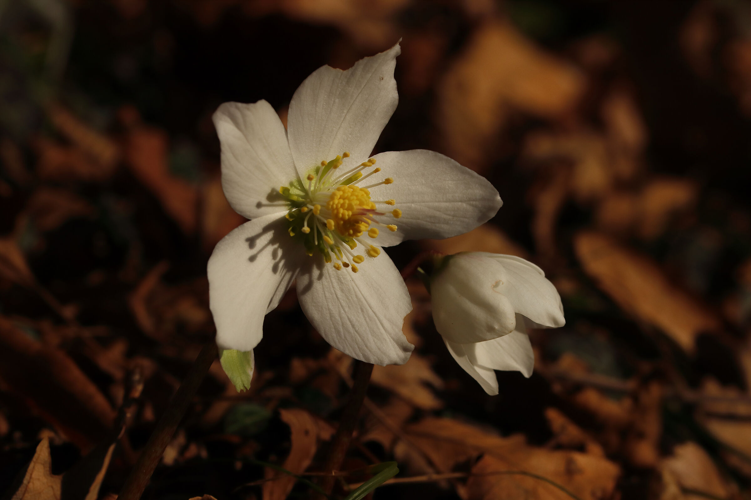 hellebores- it's season -