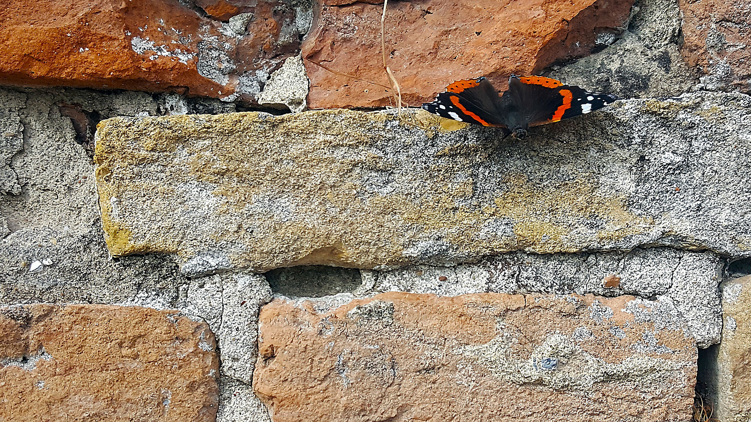 Vanessa atalanta