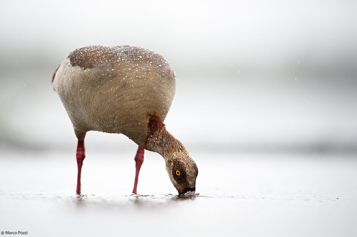 Anche l'oca alla pozza..