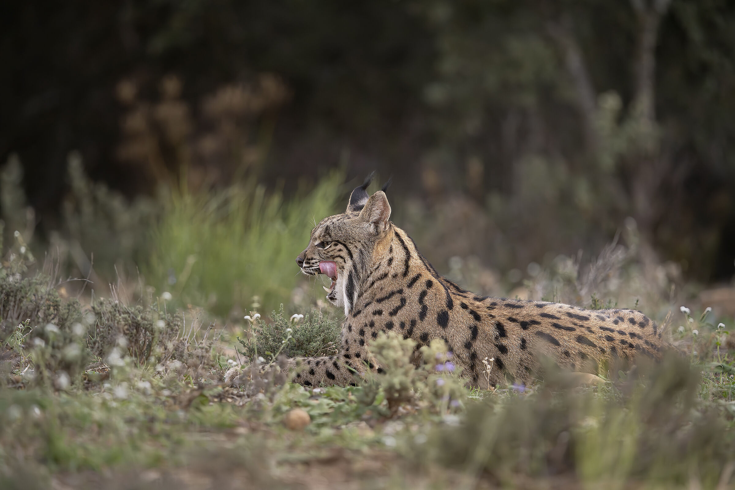 Cucciolo di lince pardina