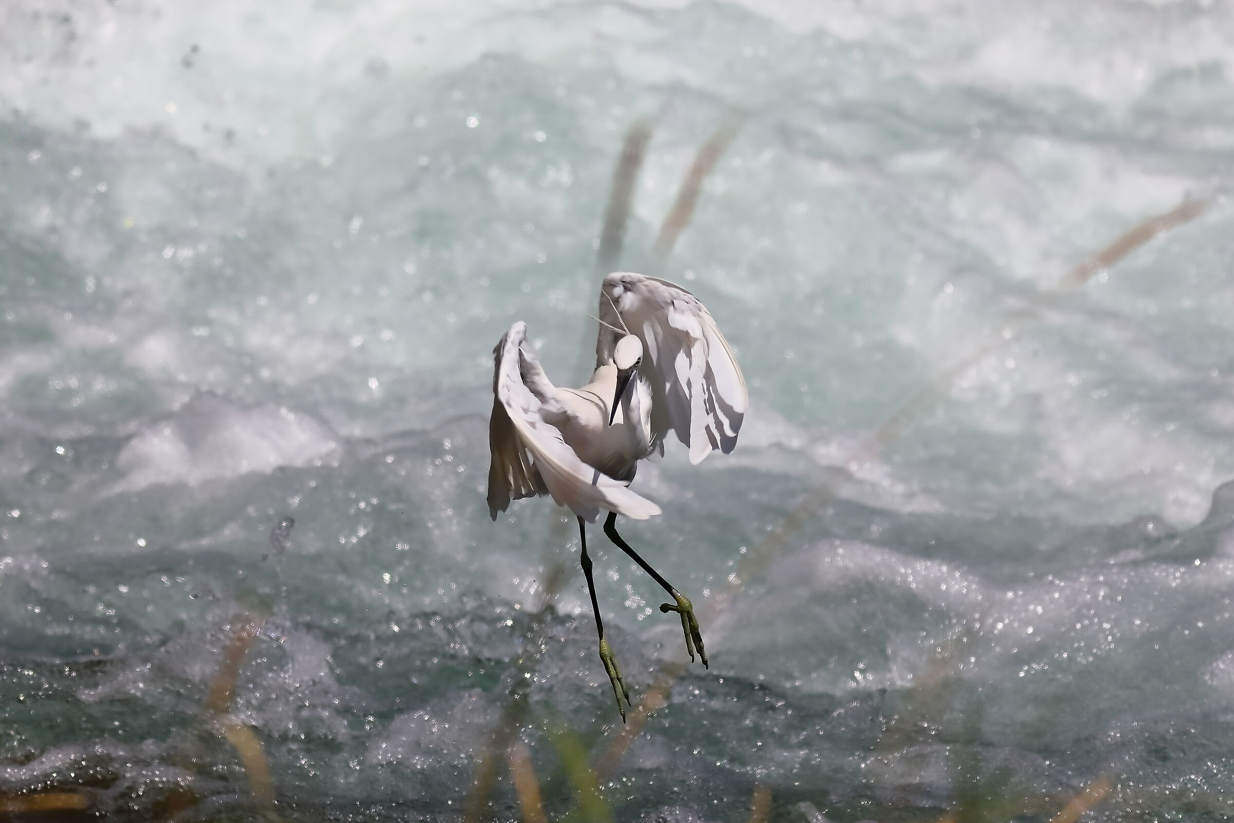 Little Egret 18-08-2023