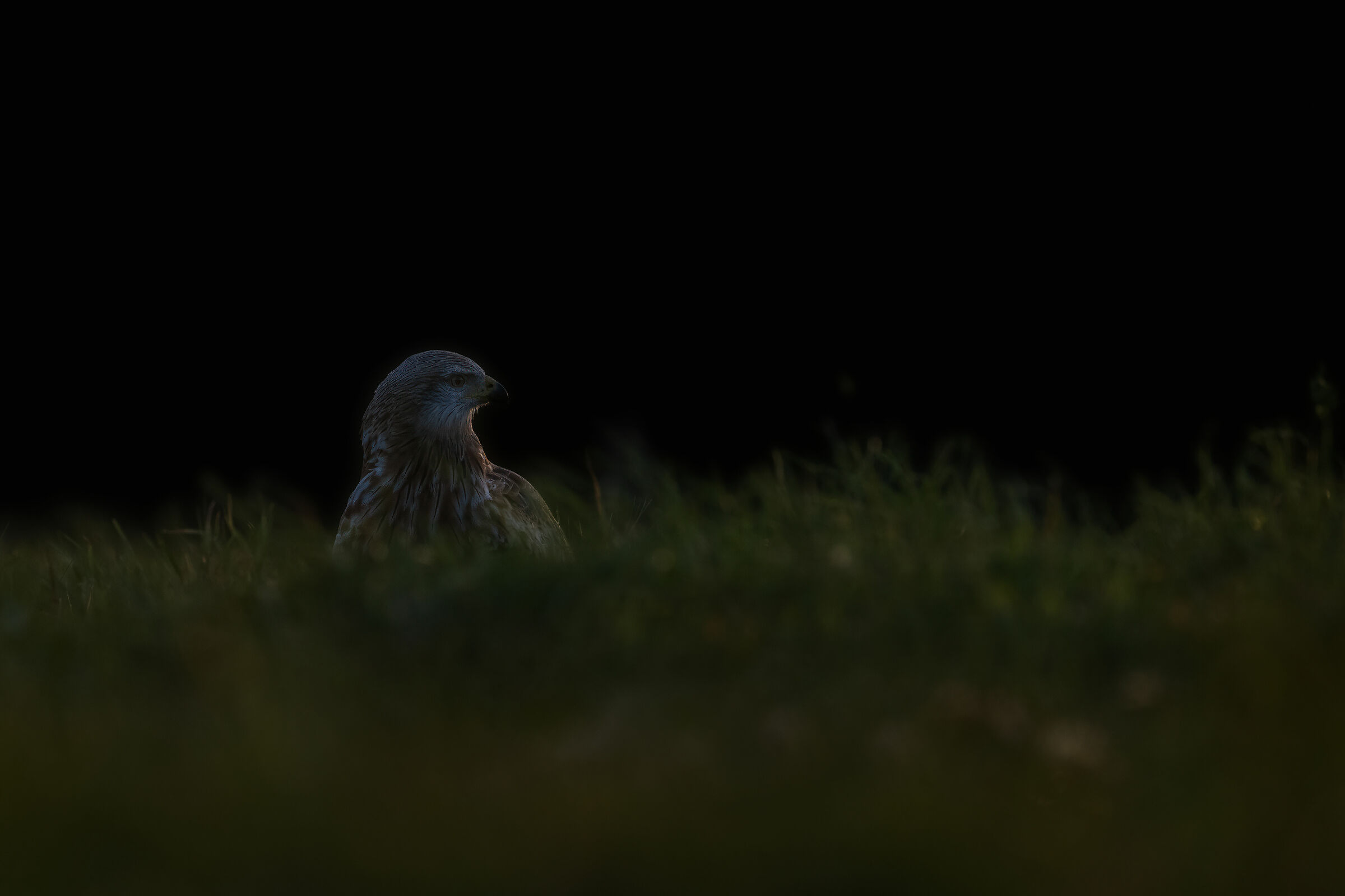 Red kite (Milvus milvus)