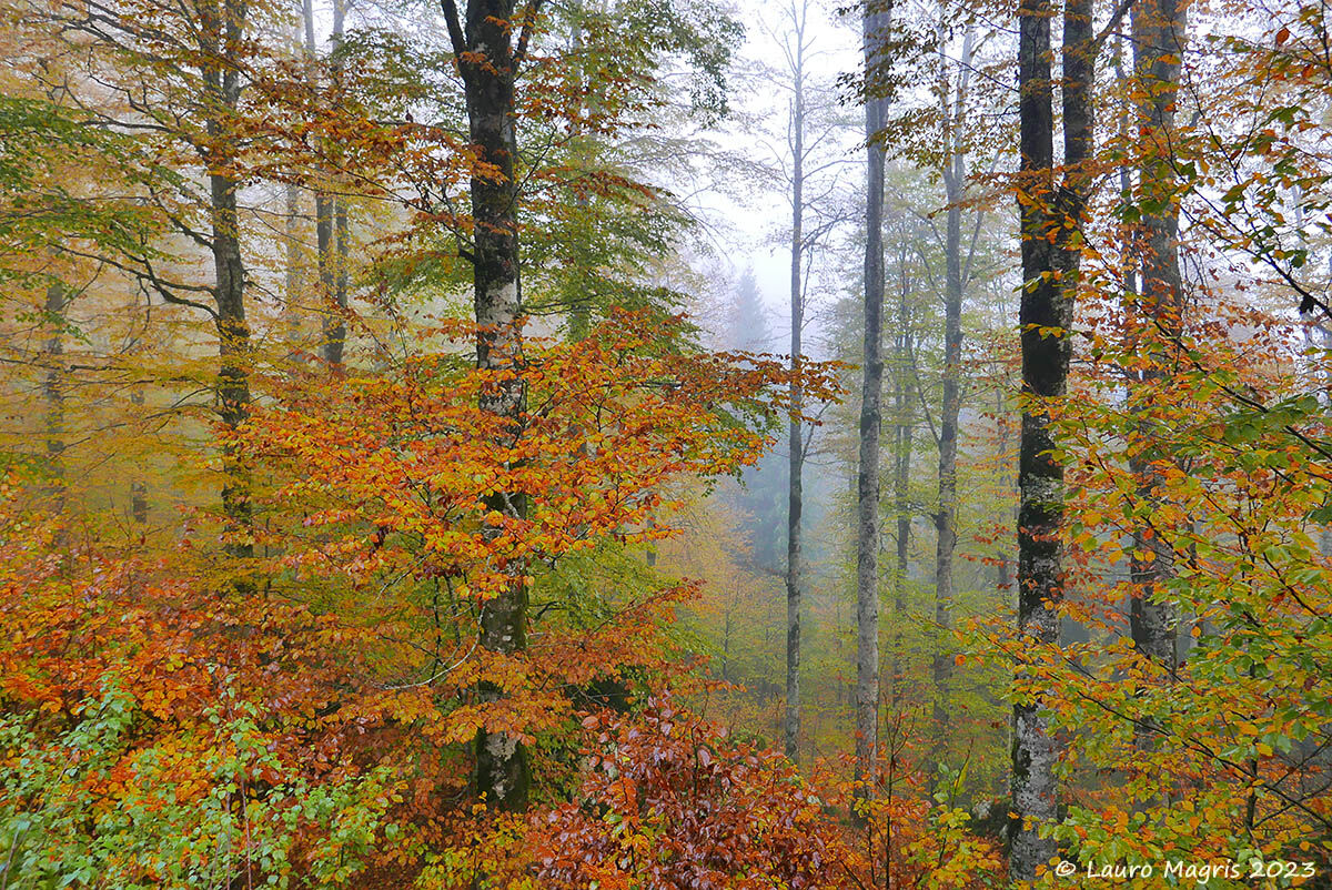 Flames in the forest