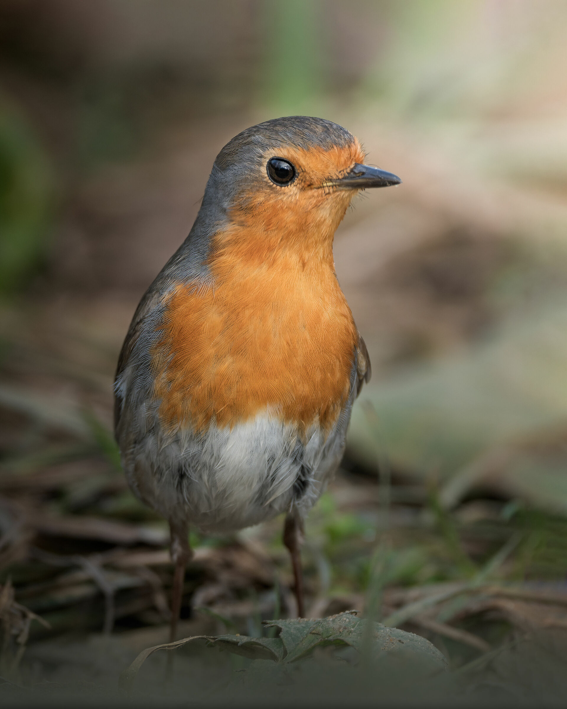 Pettirosso (curioso)