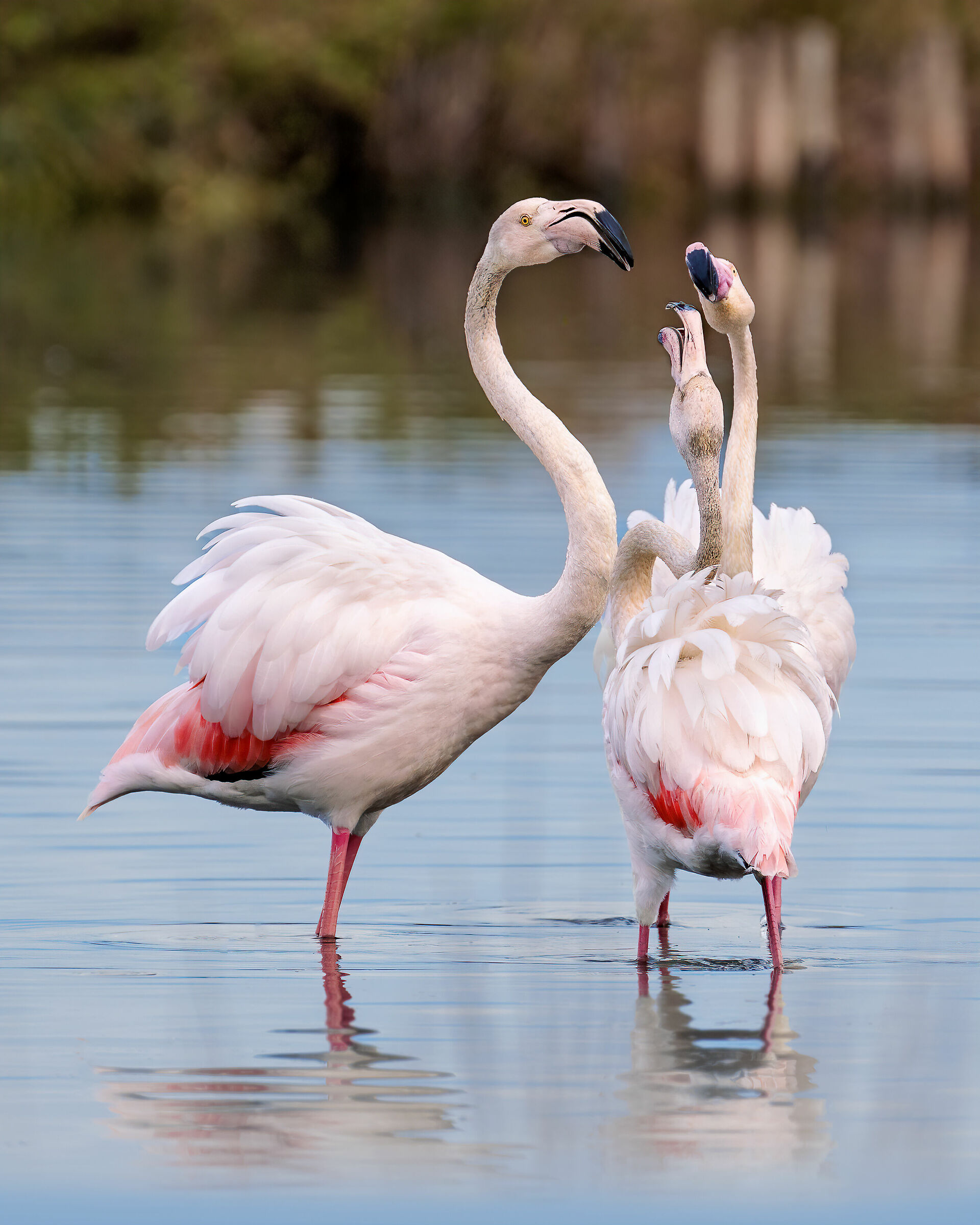 Fenicottero Rosa (discussioni)