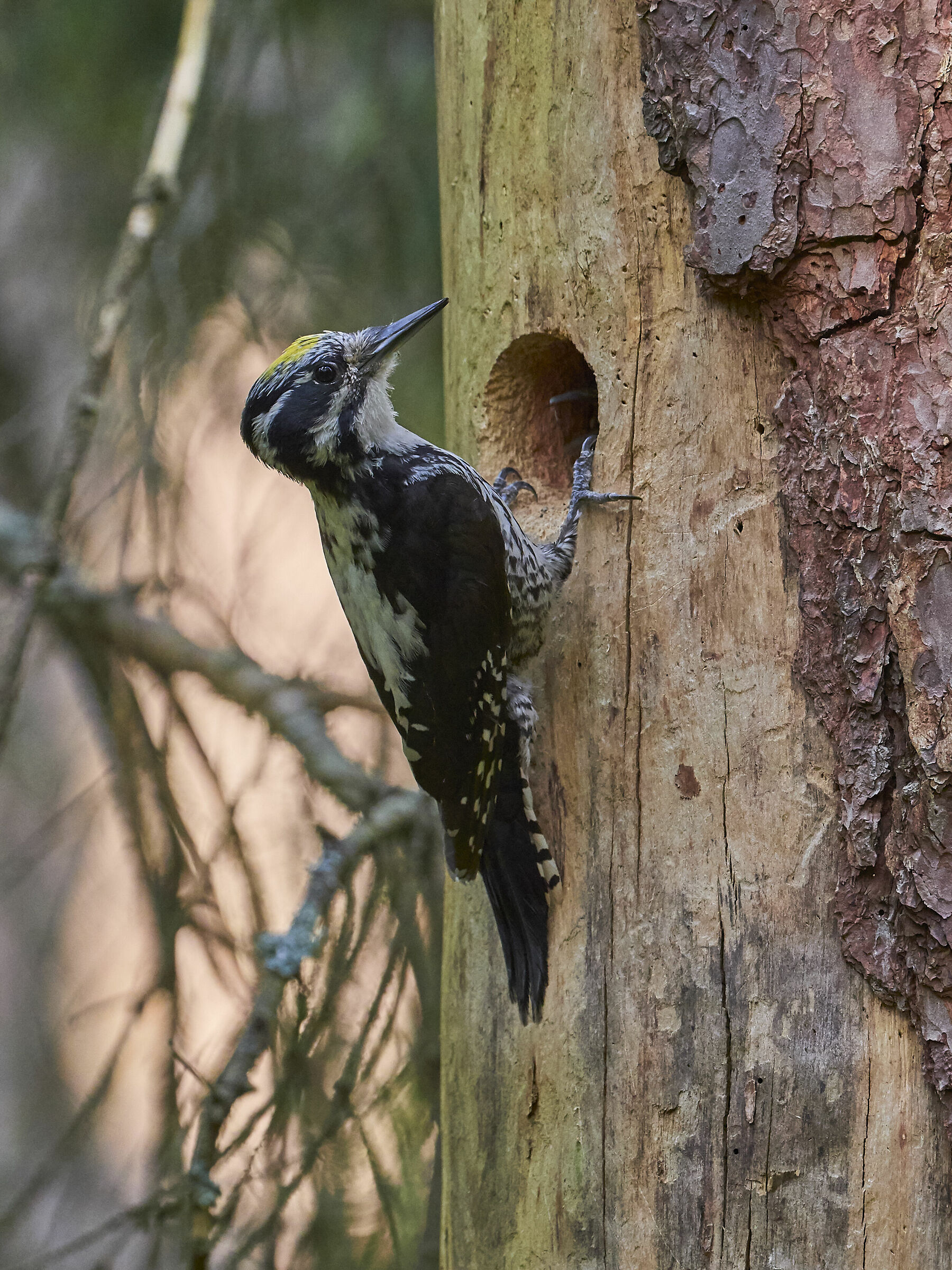 Tridactylus di Picoides