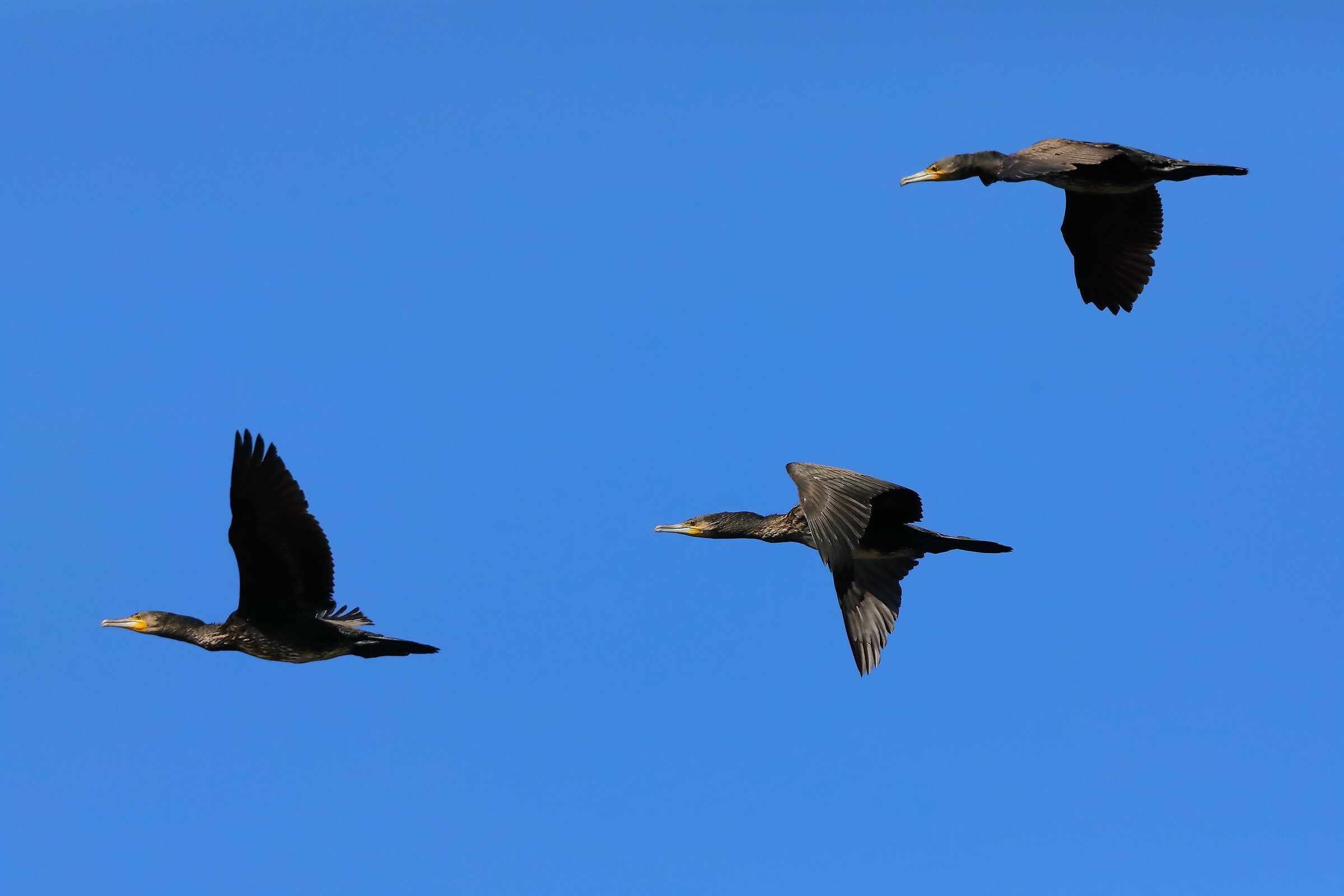 Cormorants 26-09-2023