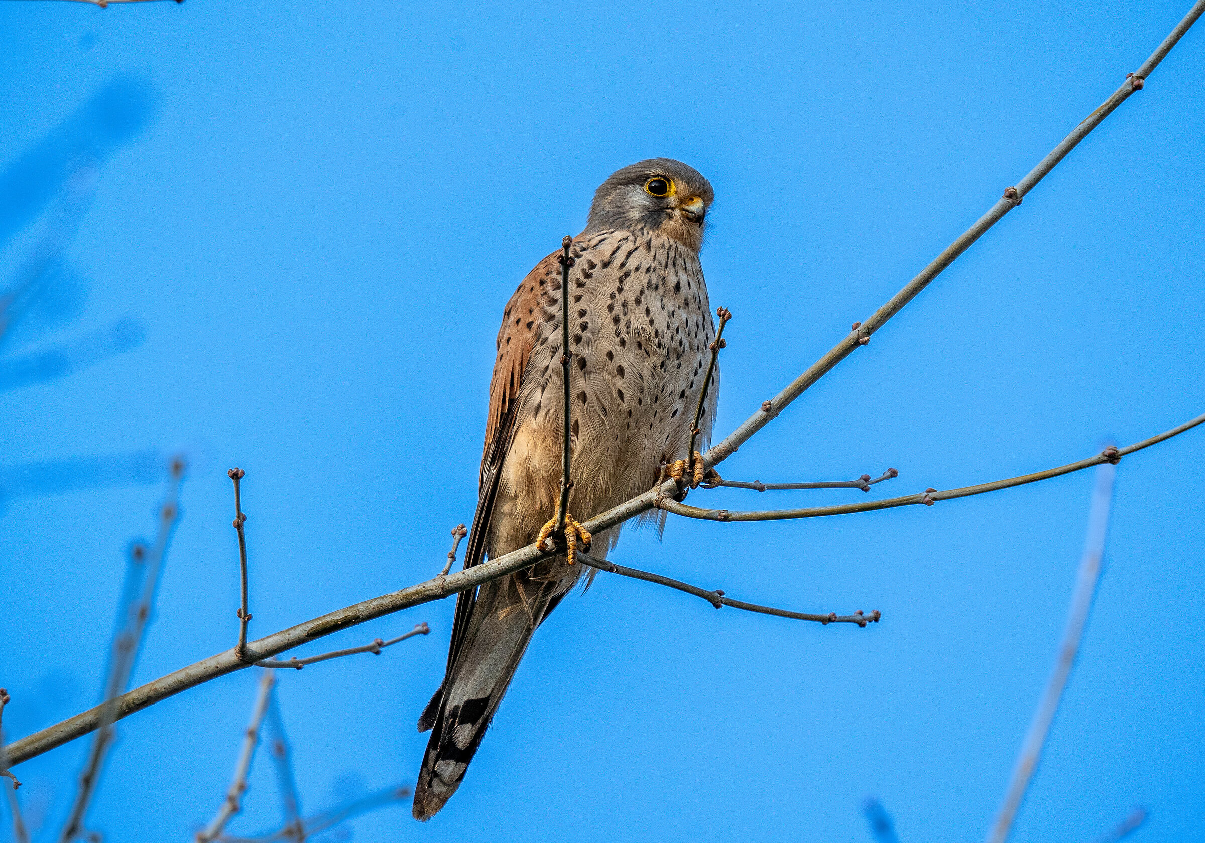 kestrel
