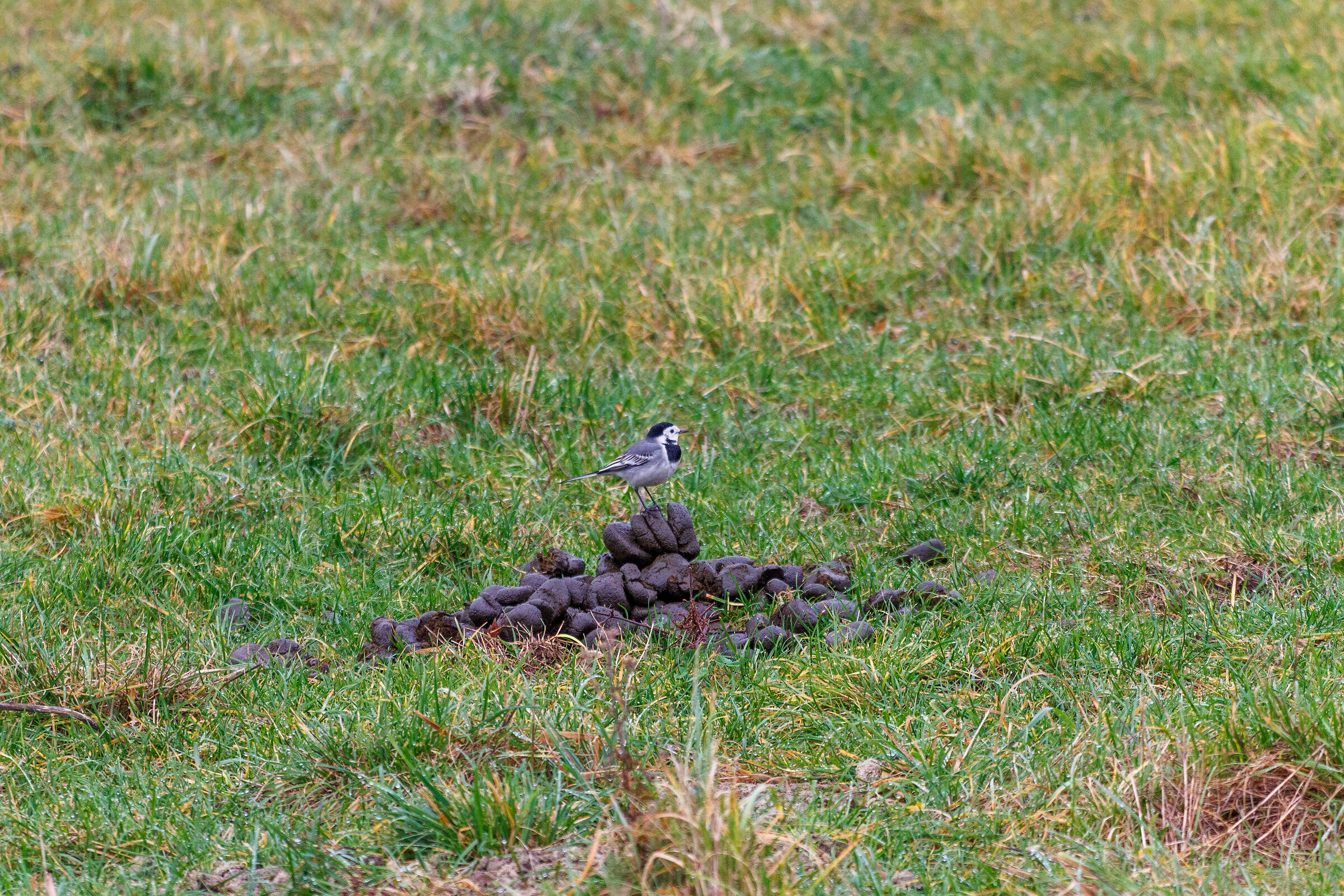 Che il 2024 non sia un anno di m....