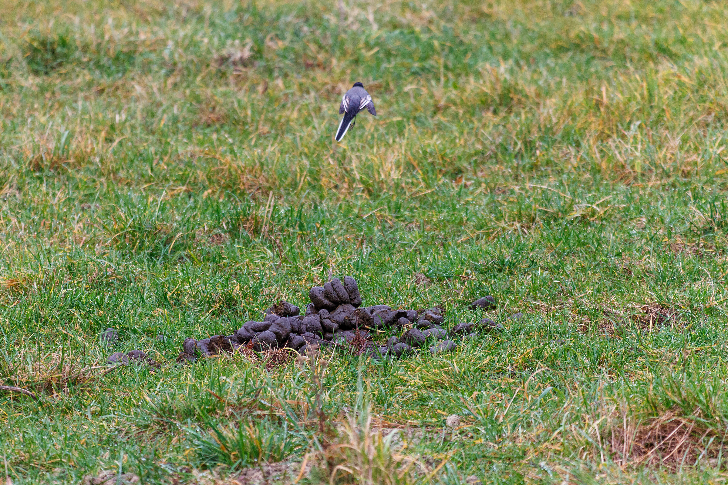 Infatti, me ne vadoooo! Che puzza!