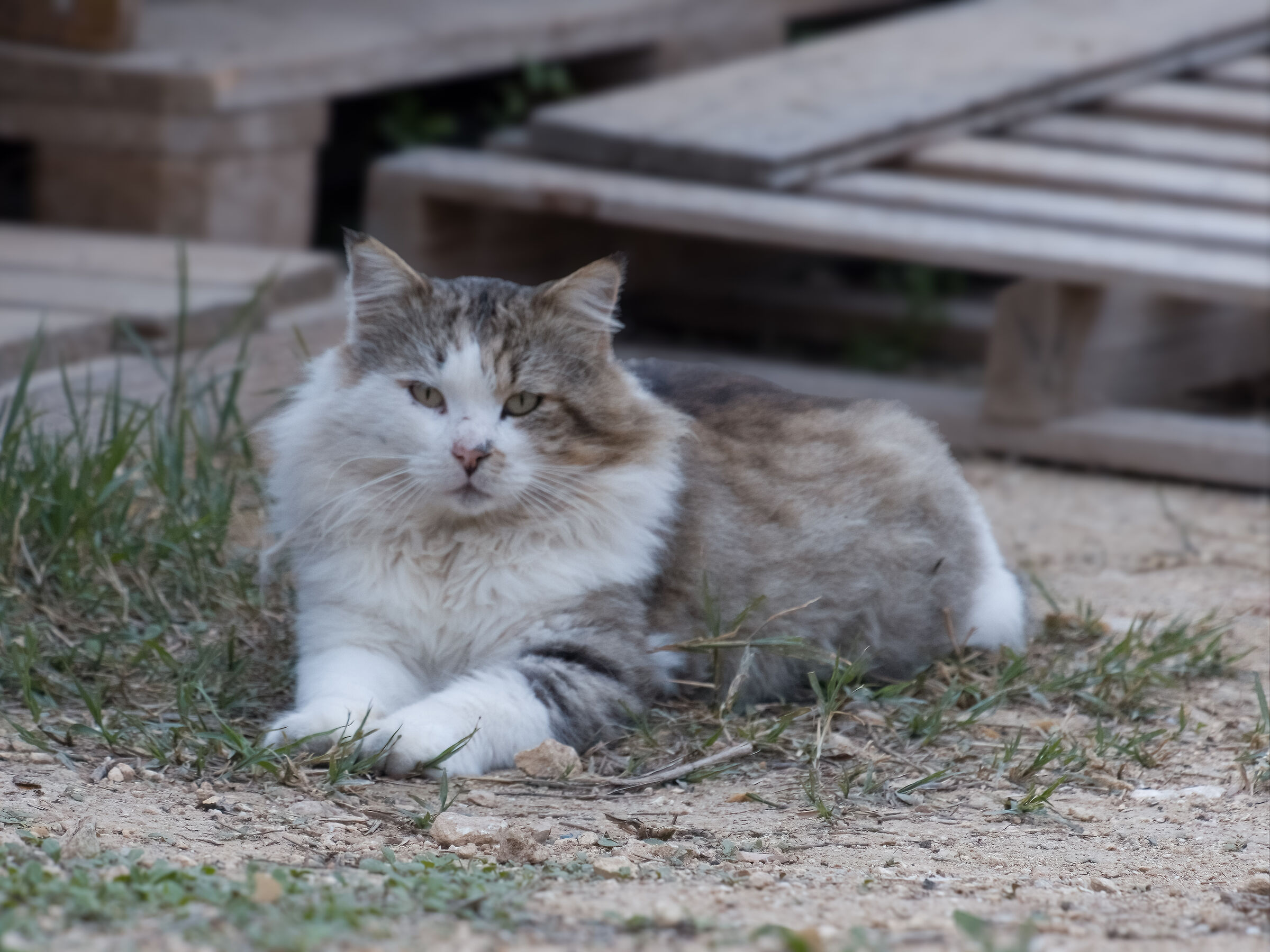Furry cat