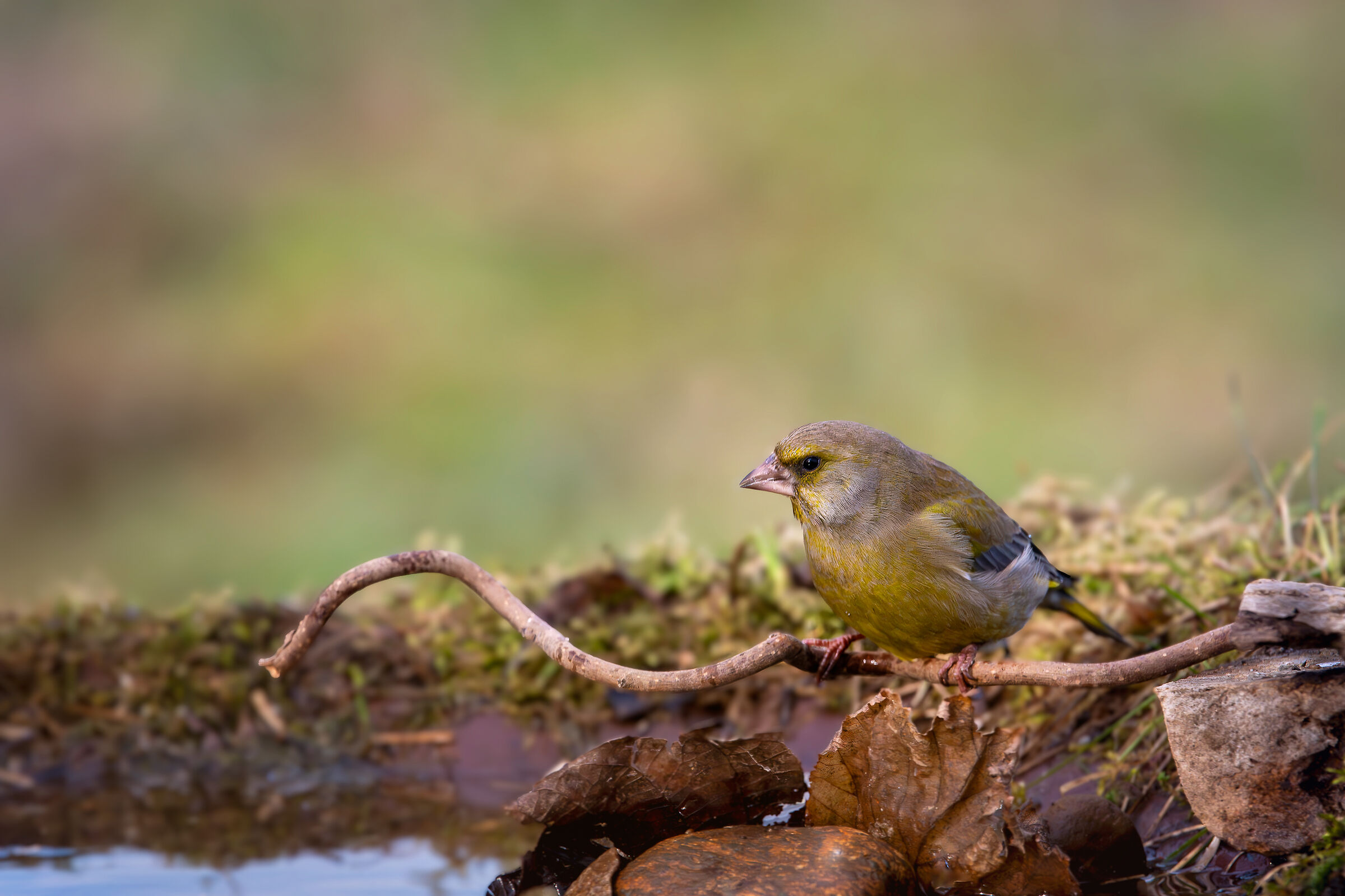 Greenfinch #capannocora