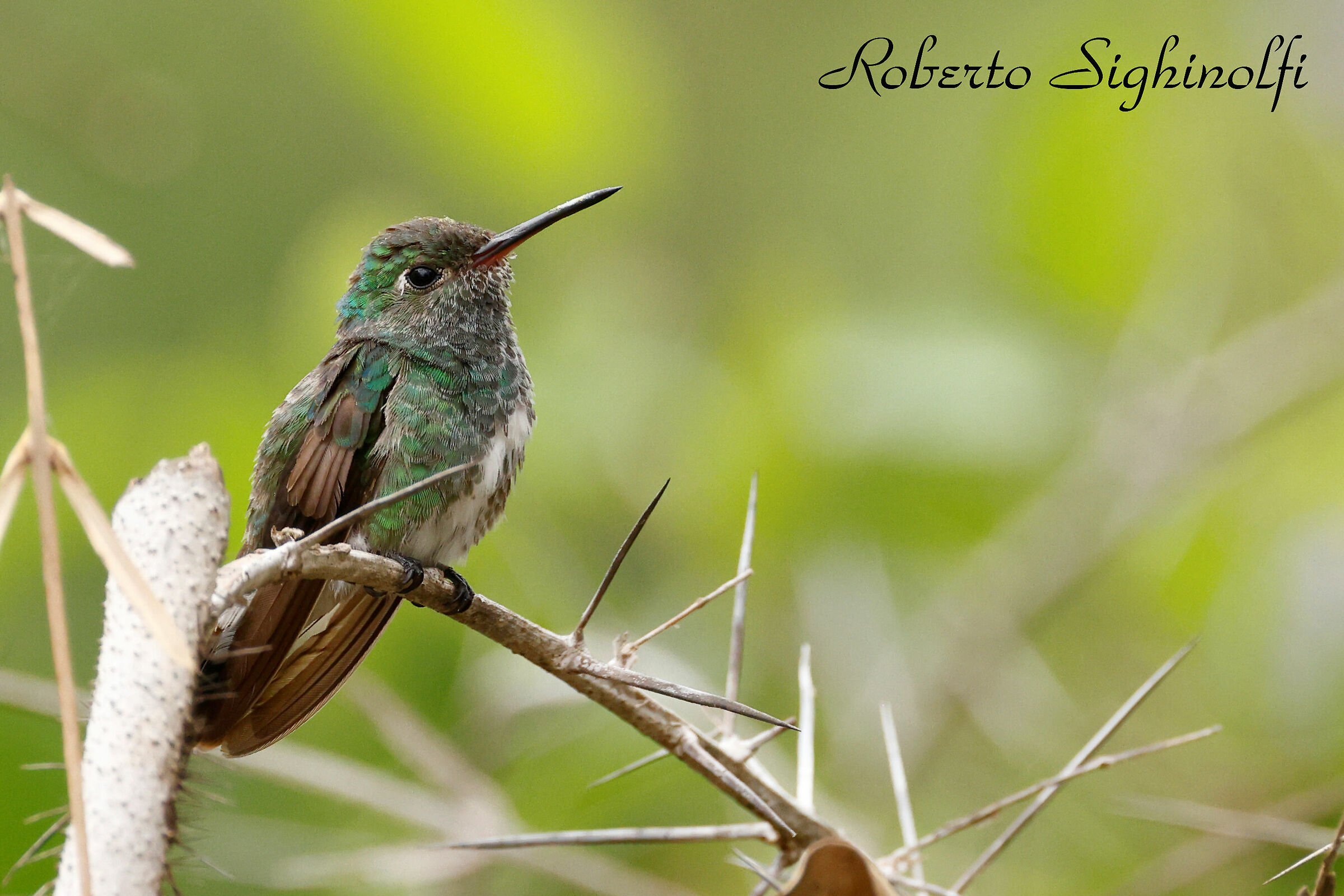 Glittering Emerald - Hummingbird - Pantanal 2022