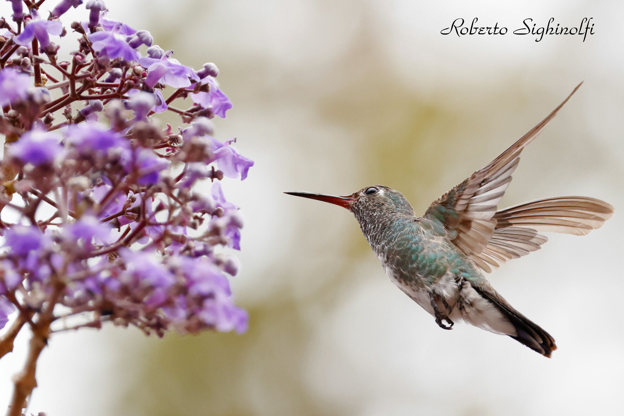 Hummingbirds in flight - Pantanal 2022