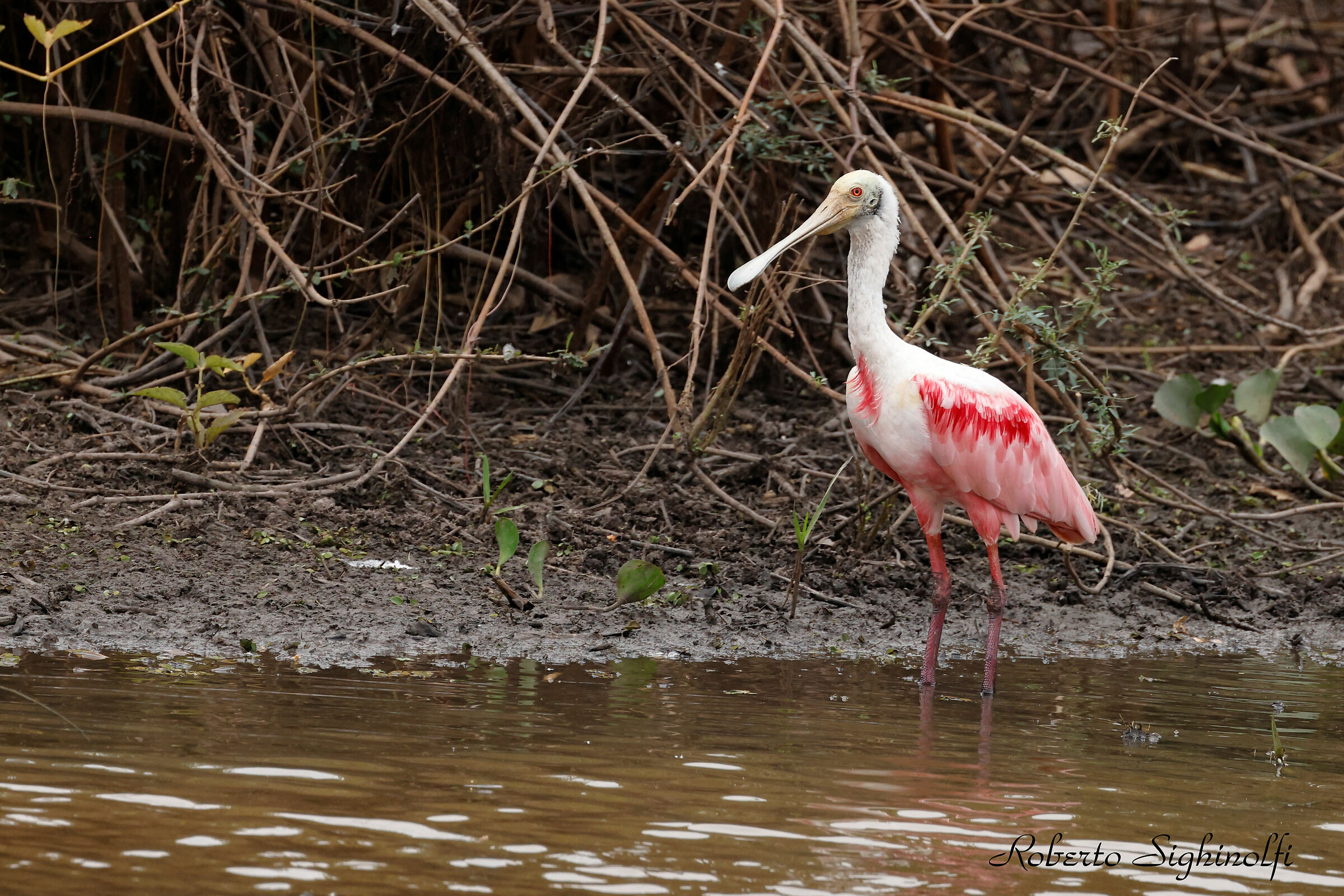Pink Spatula - Pantanal 2022