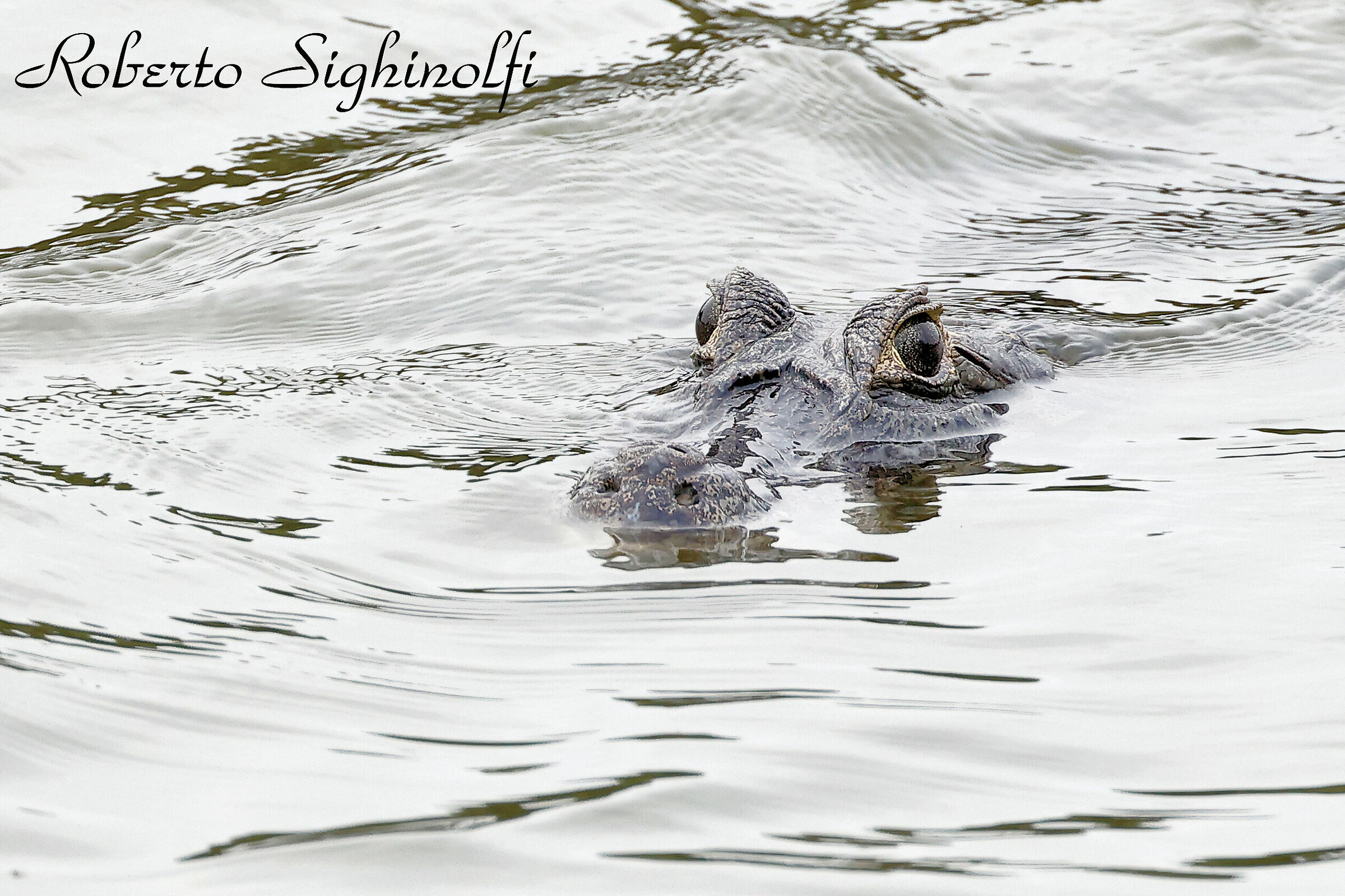 Caiman - Jacaré - Pantanal 2022