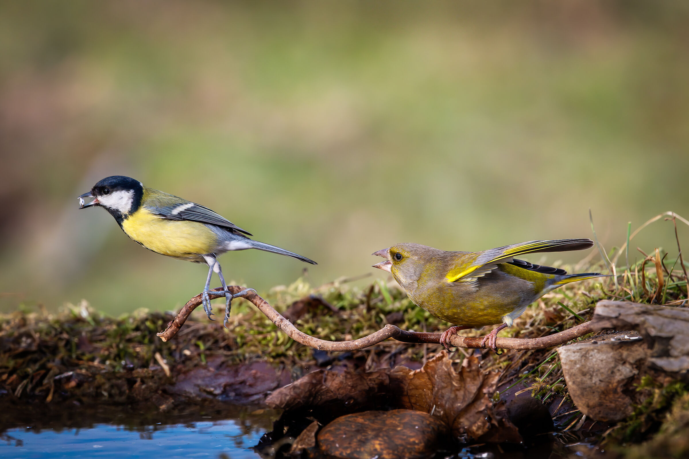 Greenfinch and great