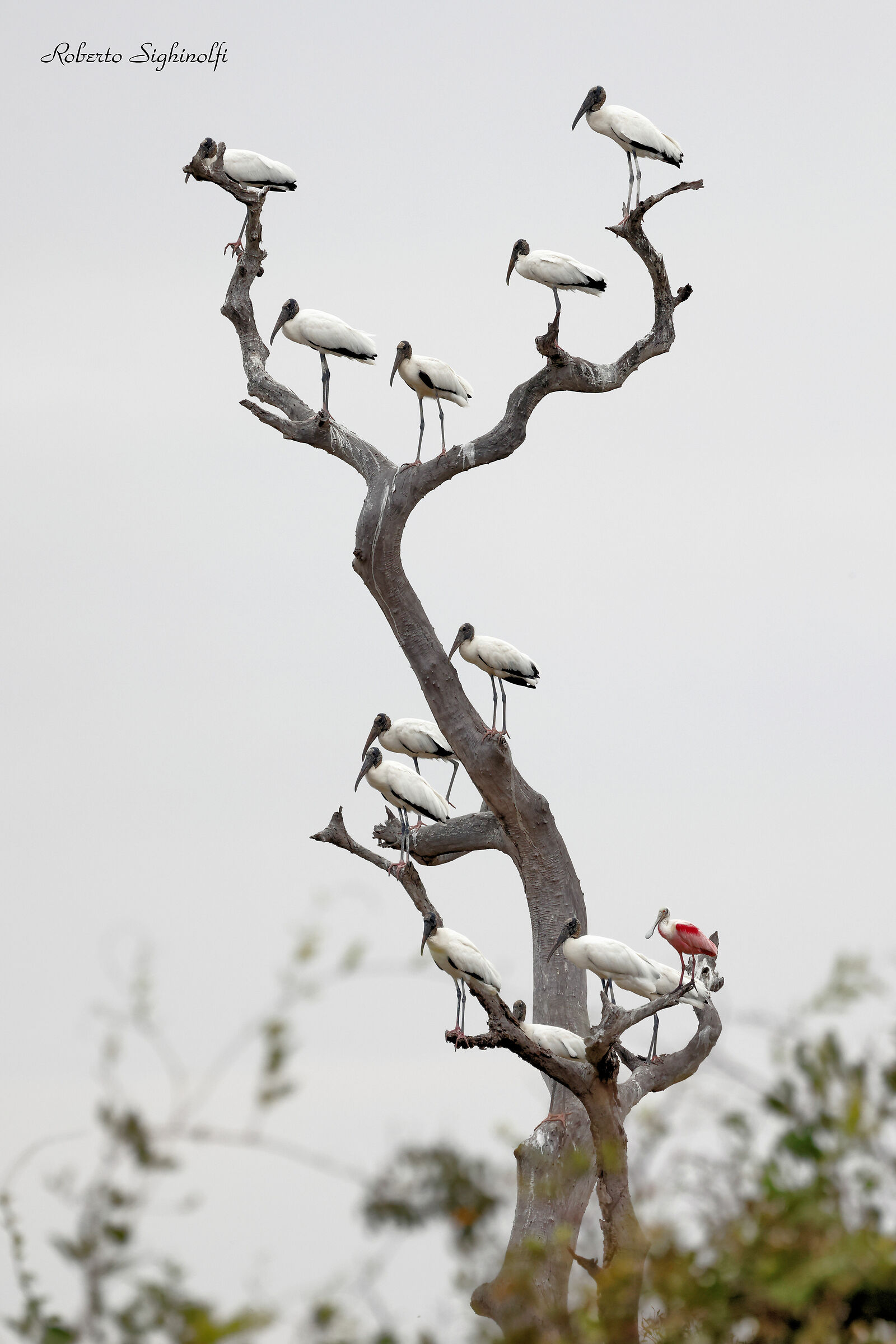 Christmas Tree - Pantanal 2022