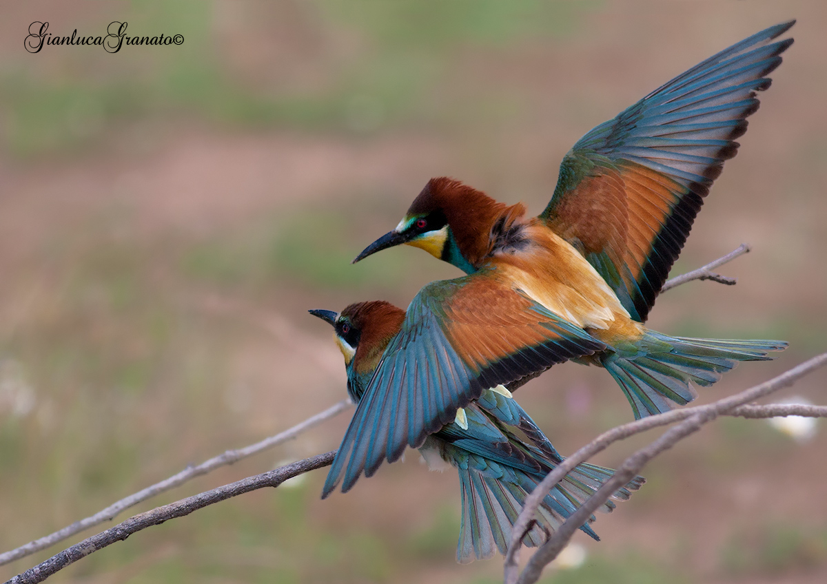 Under the protective wing