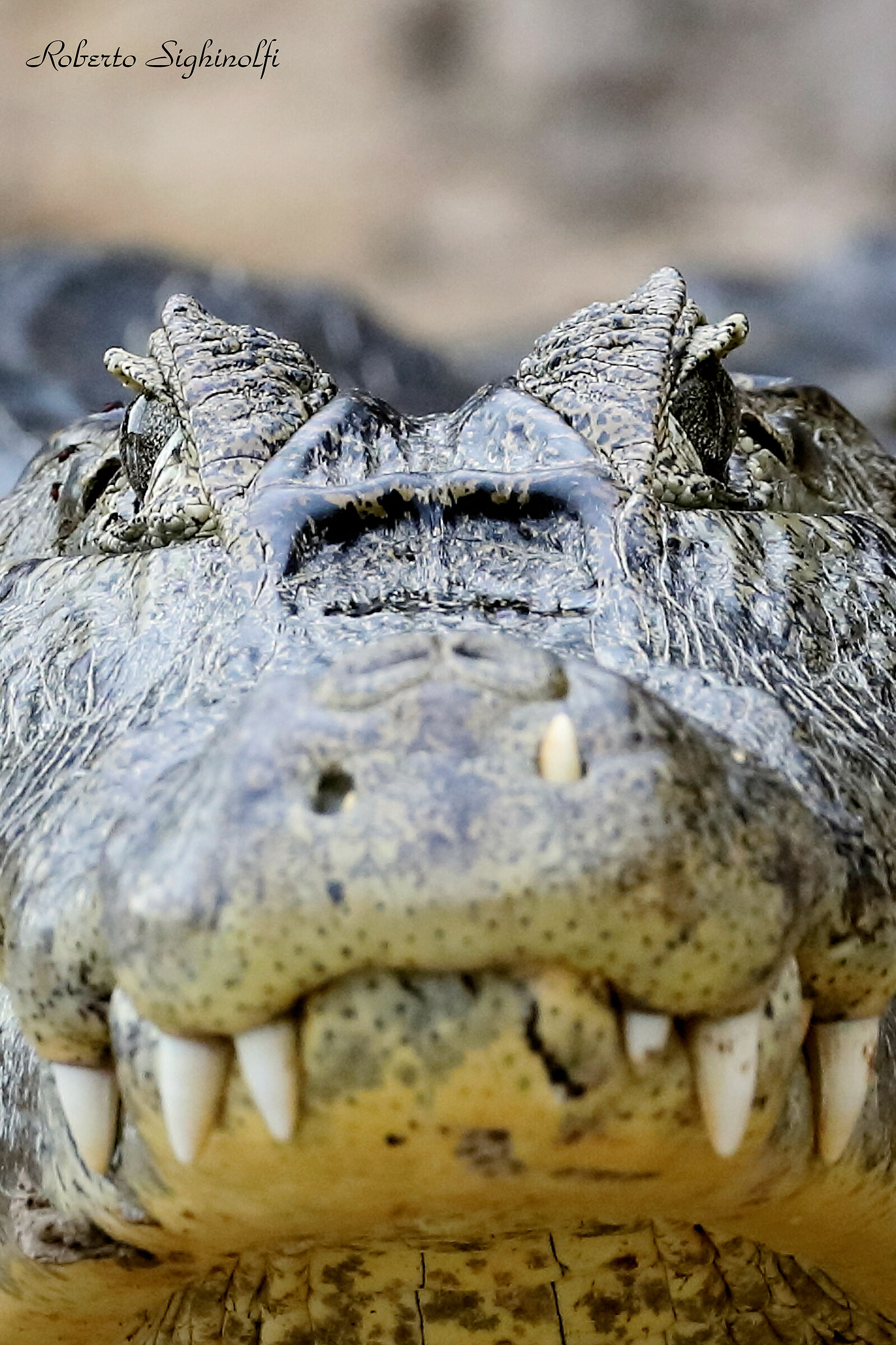 Caiman, my eyes! - Pantanal 2022