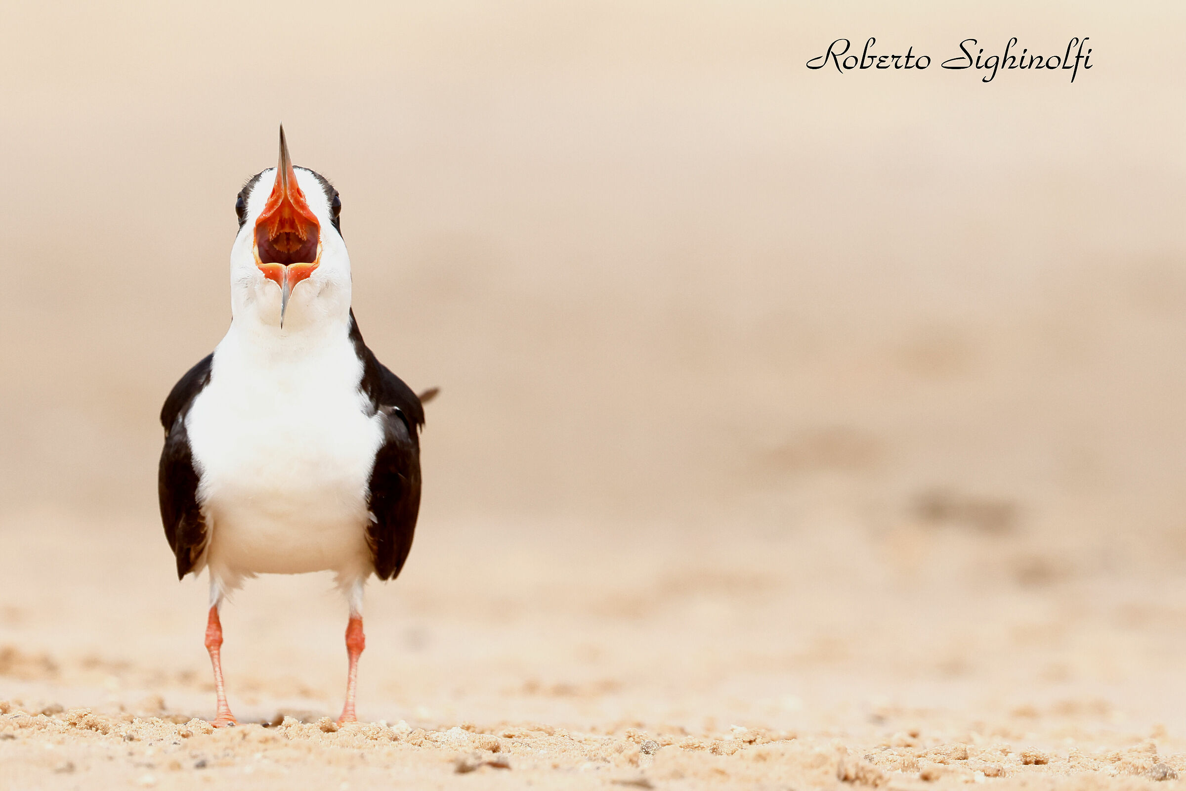 Deep Throat - Black Skimmer - Pantanal 2022