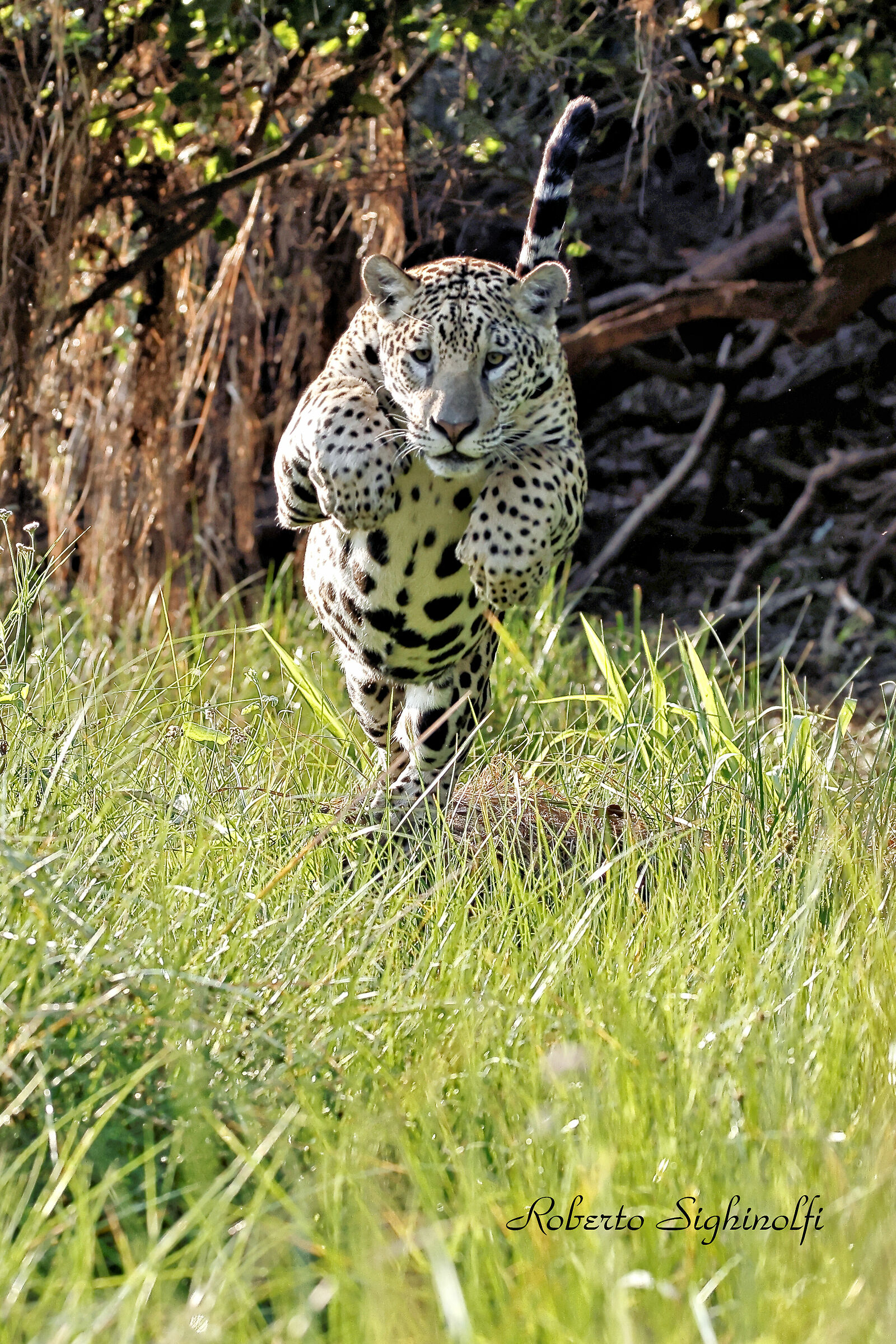 The Jaguar Leap 1 - Pantanal 2022