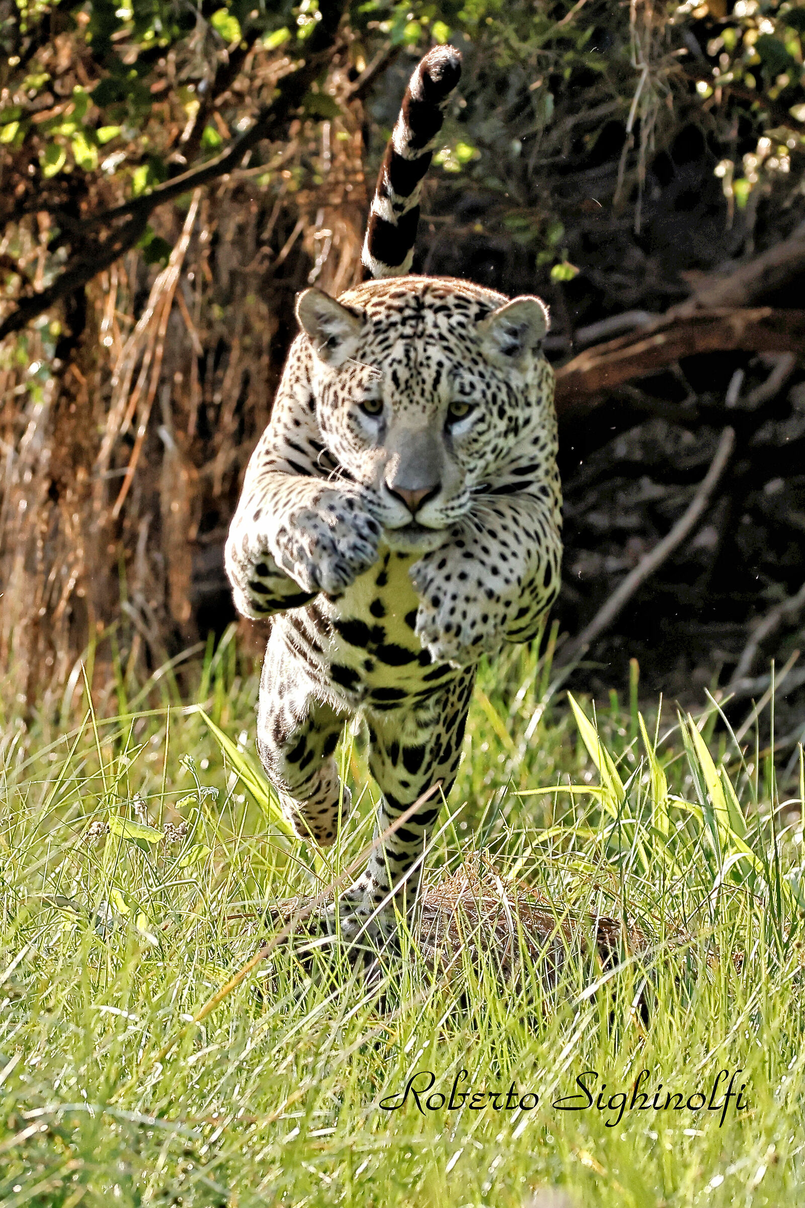 The Jaguar Leap 2 - Pantanal 2022