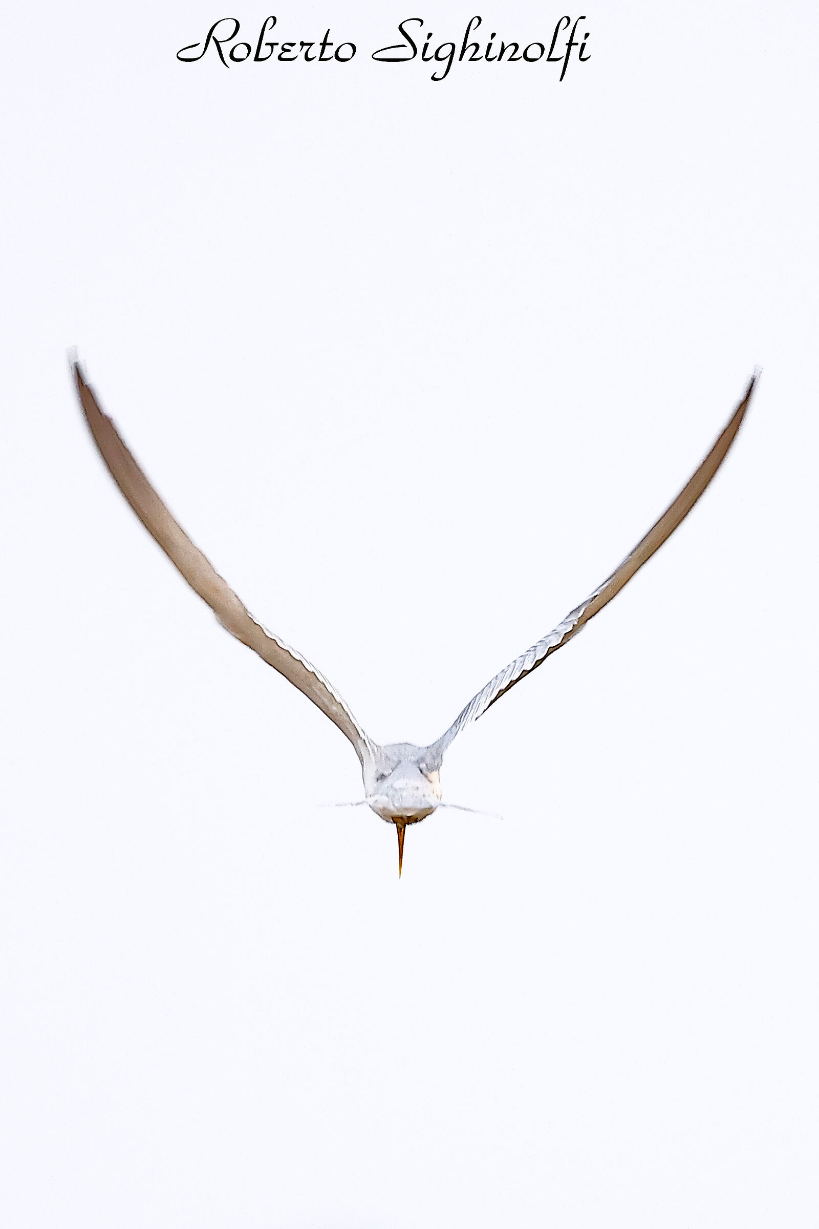 Black Skimmer in Flight - Pantanal 2022