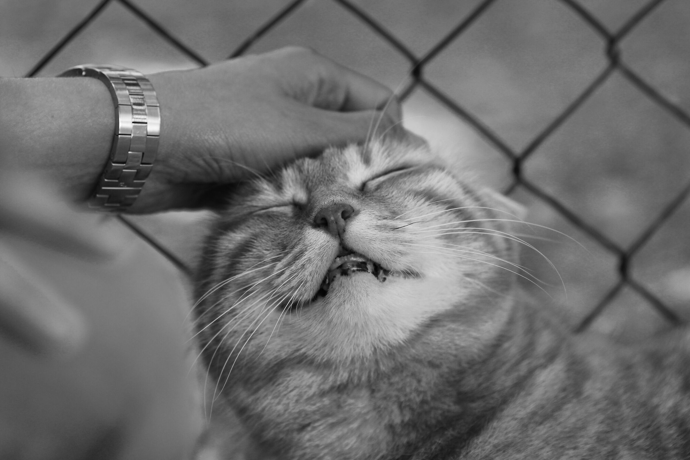 Smiling cat
