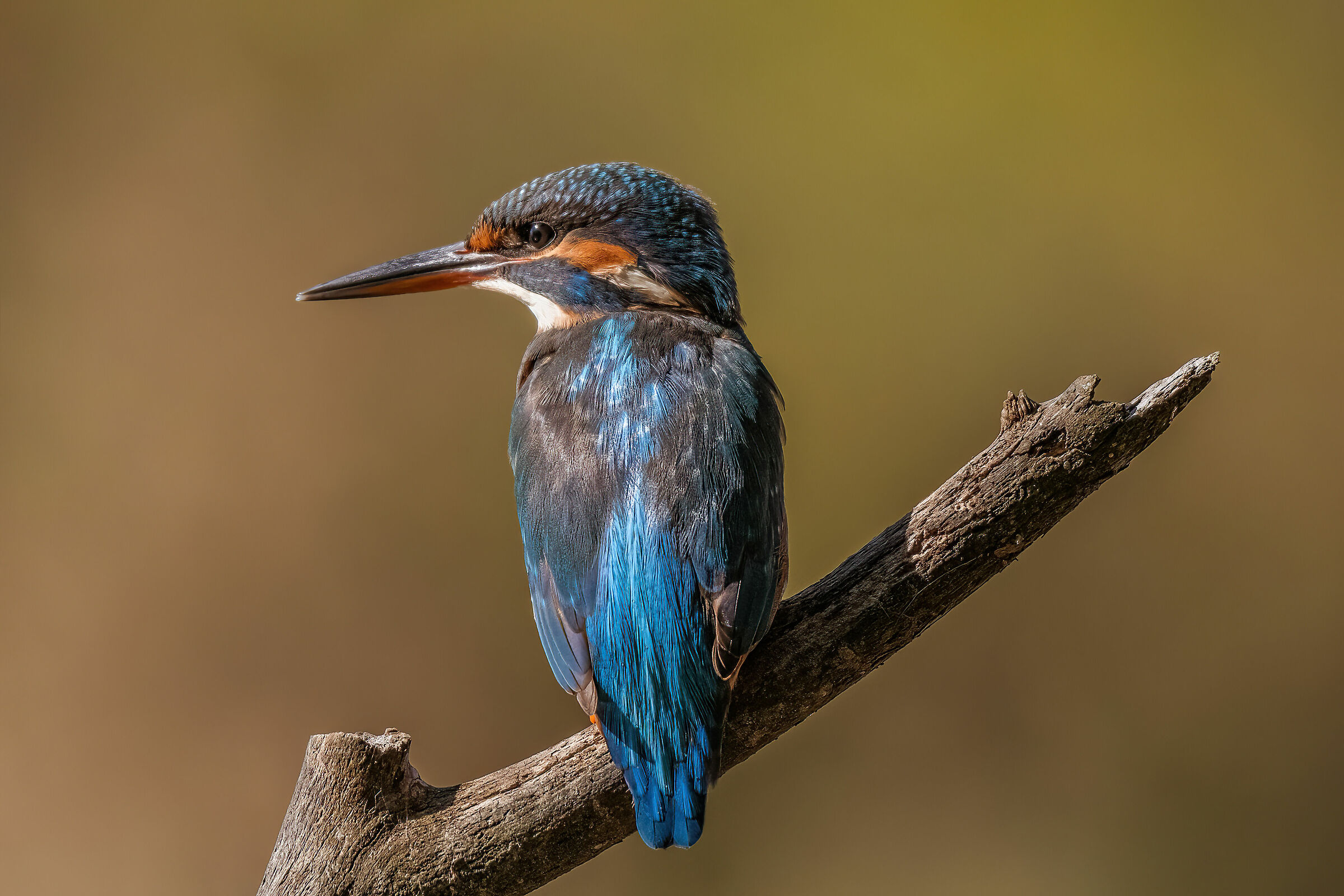 Kingfisher