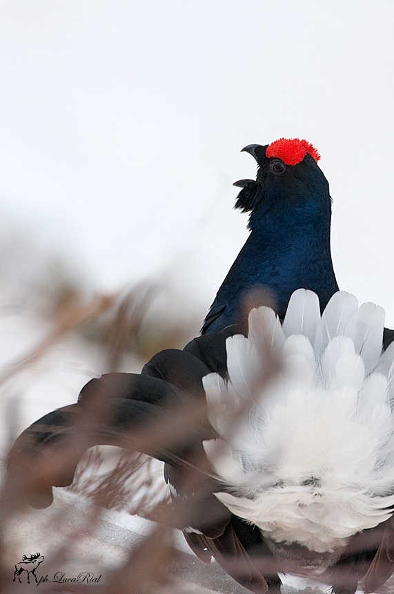 Grouse - Black Grouse