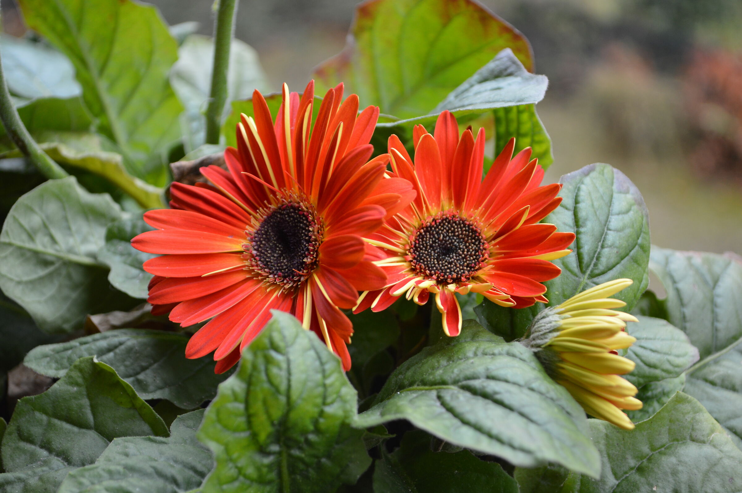 Ultime gerbere di dicembre!