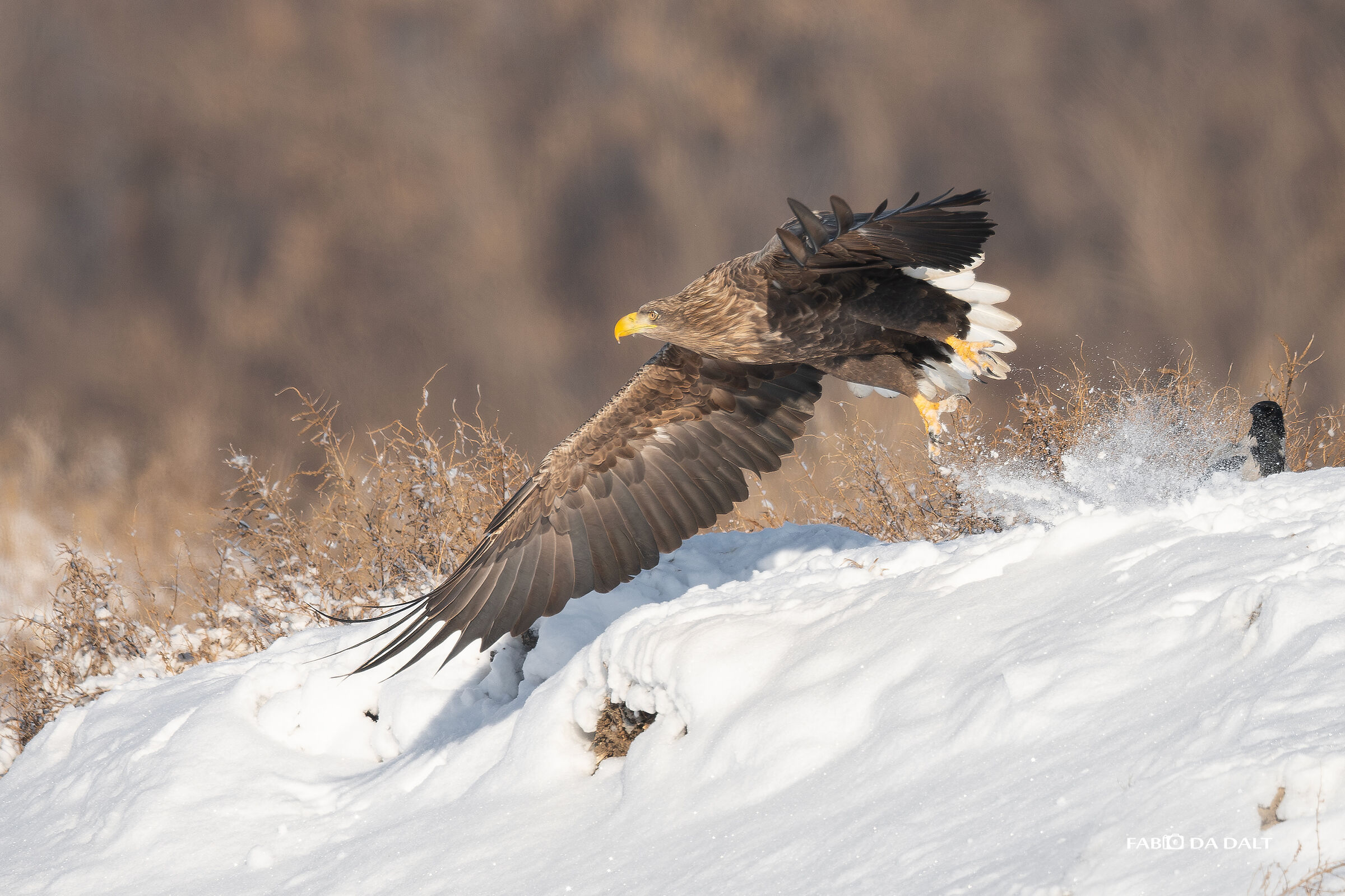 Aquila di Mare Codabianca