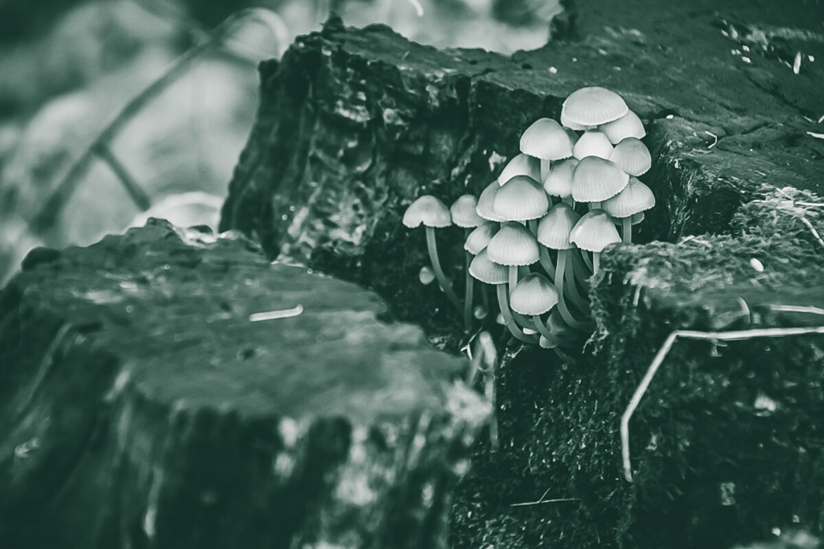 Funghi in bella mostra