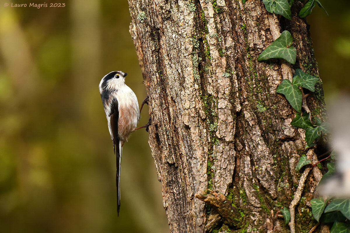 The ascent of the long-tailed pigeon