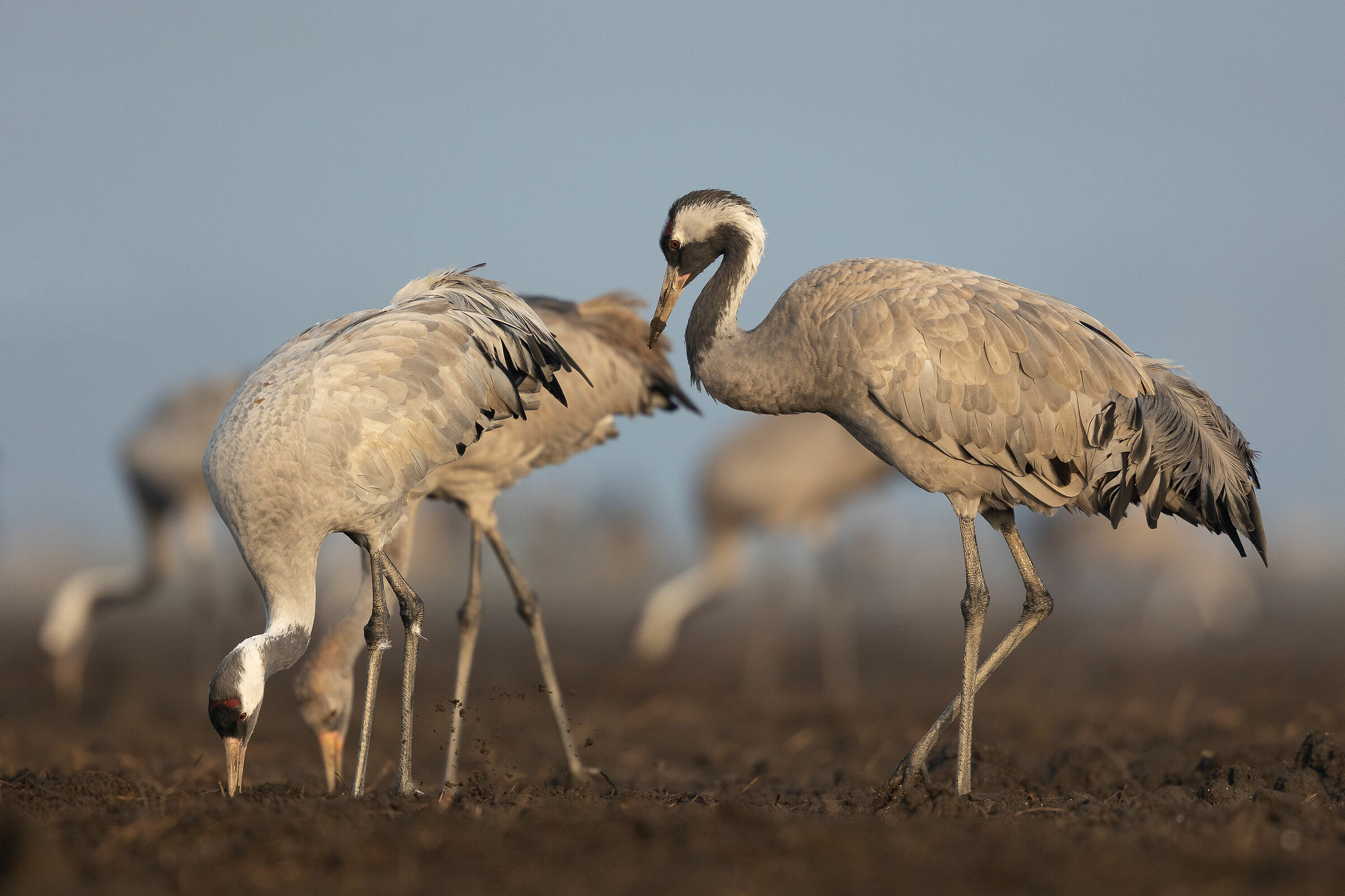 Gru in alimentazione.
