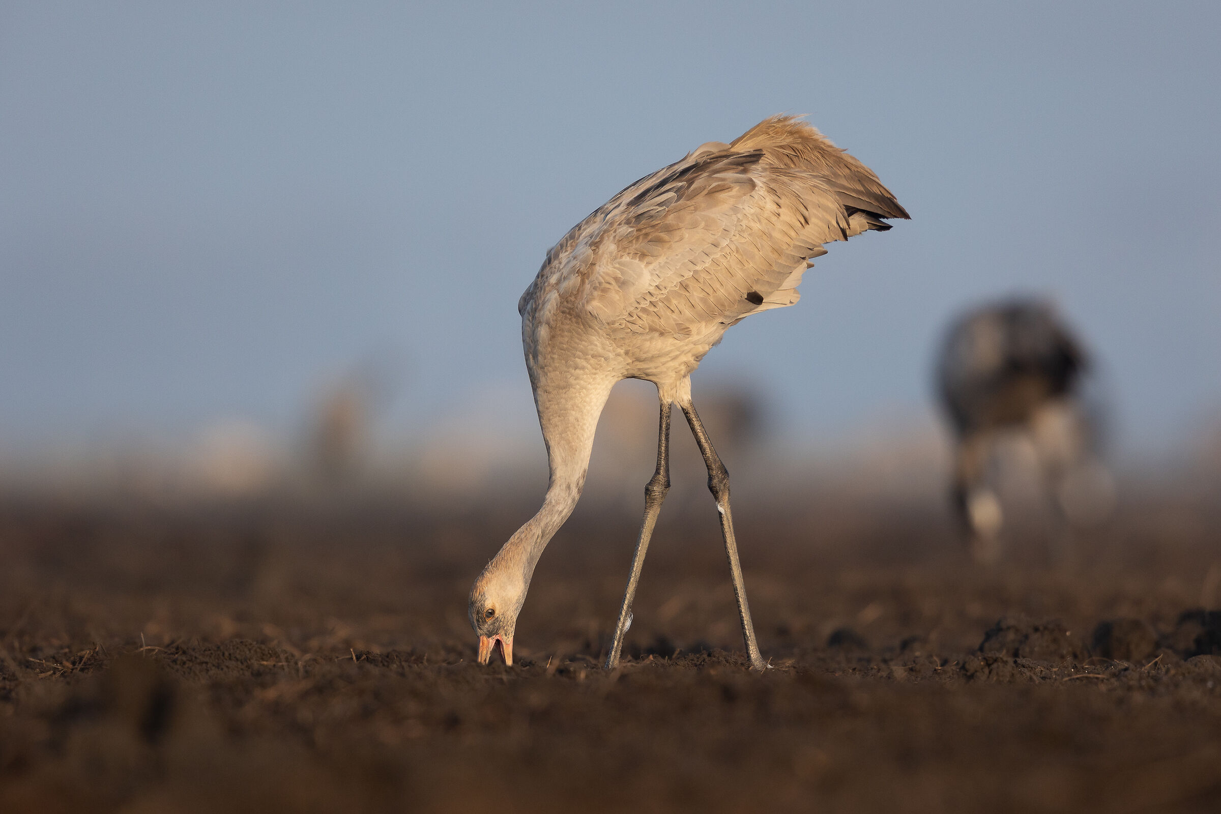 Gru juv. in alimentazione.