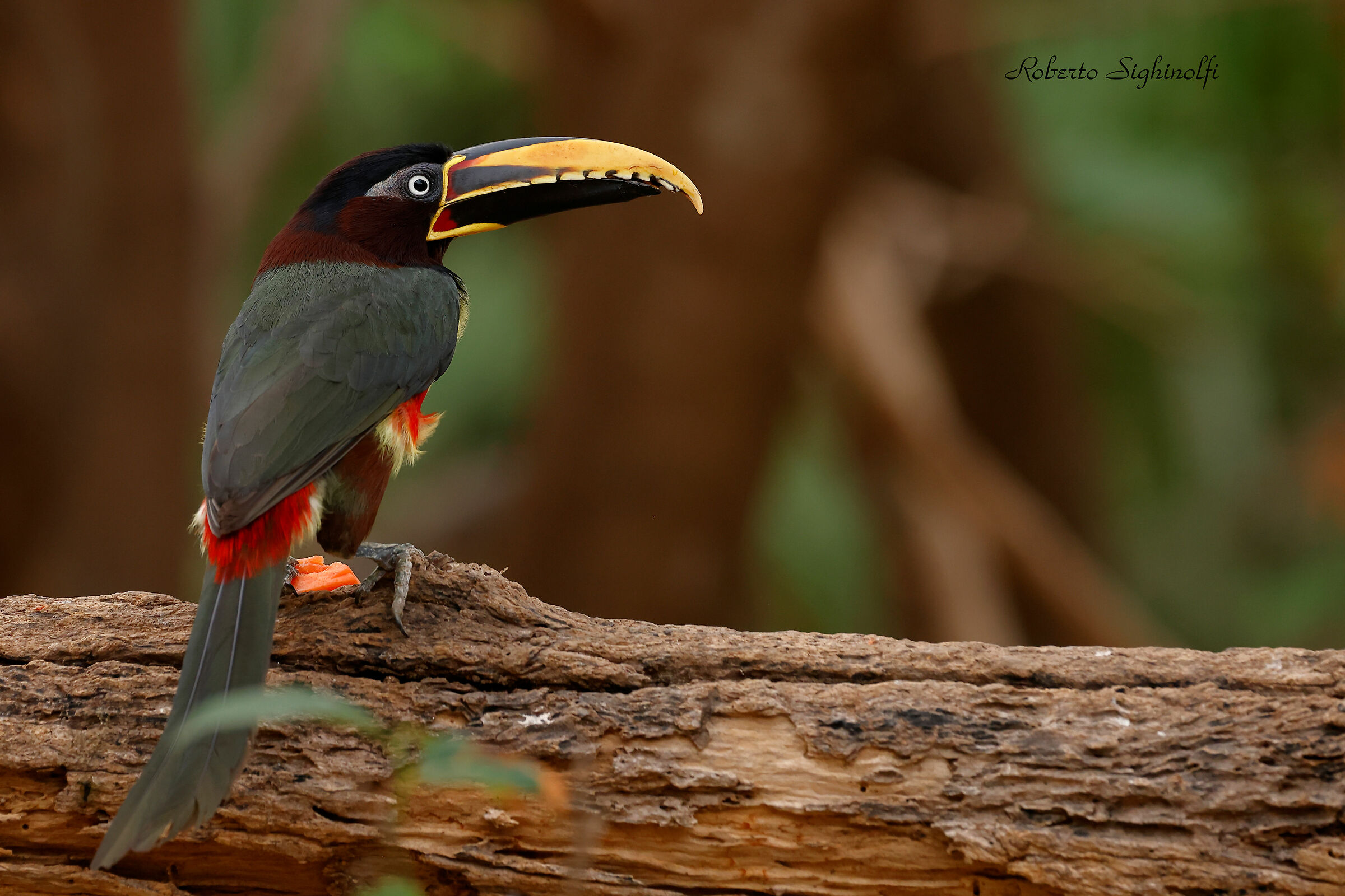 Chestnut-eared Aracari - Pantanal 2022